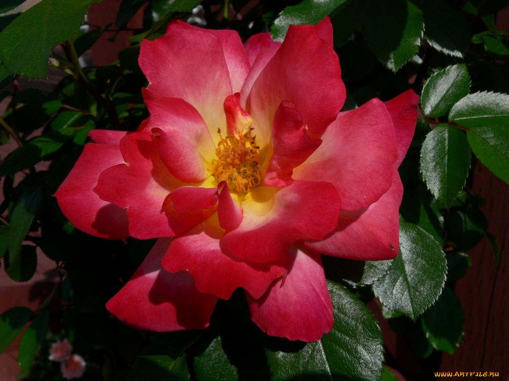 цветы, розы