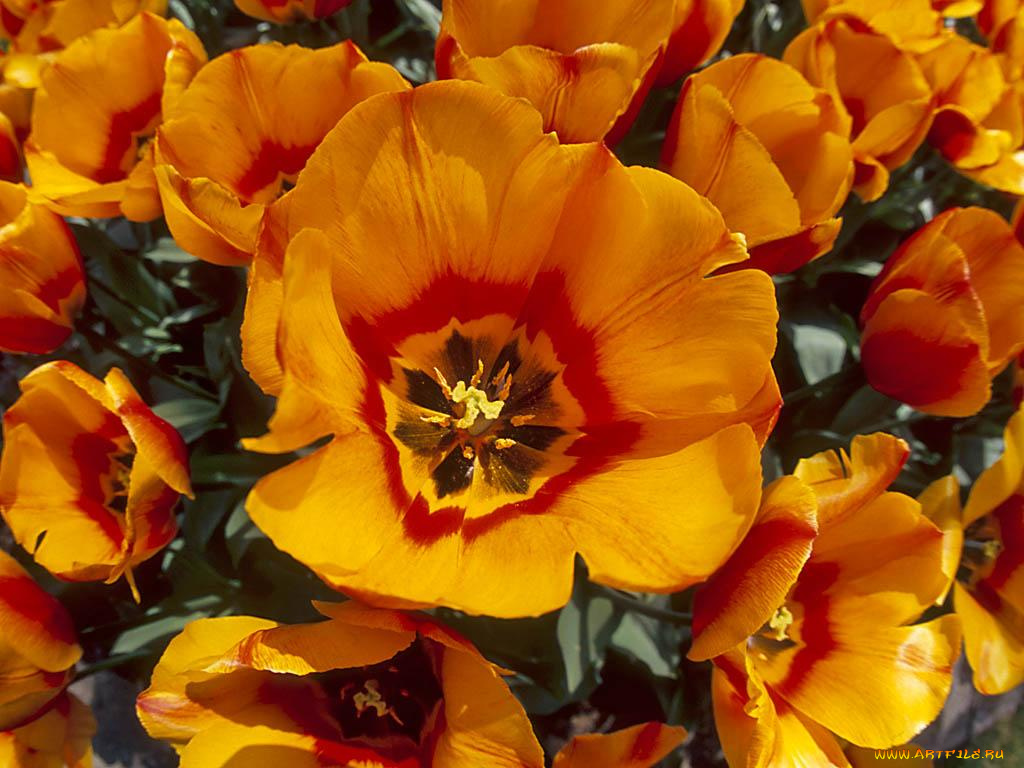 цветы, тюльпаны