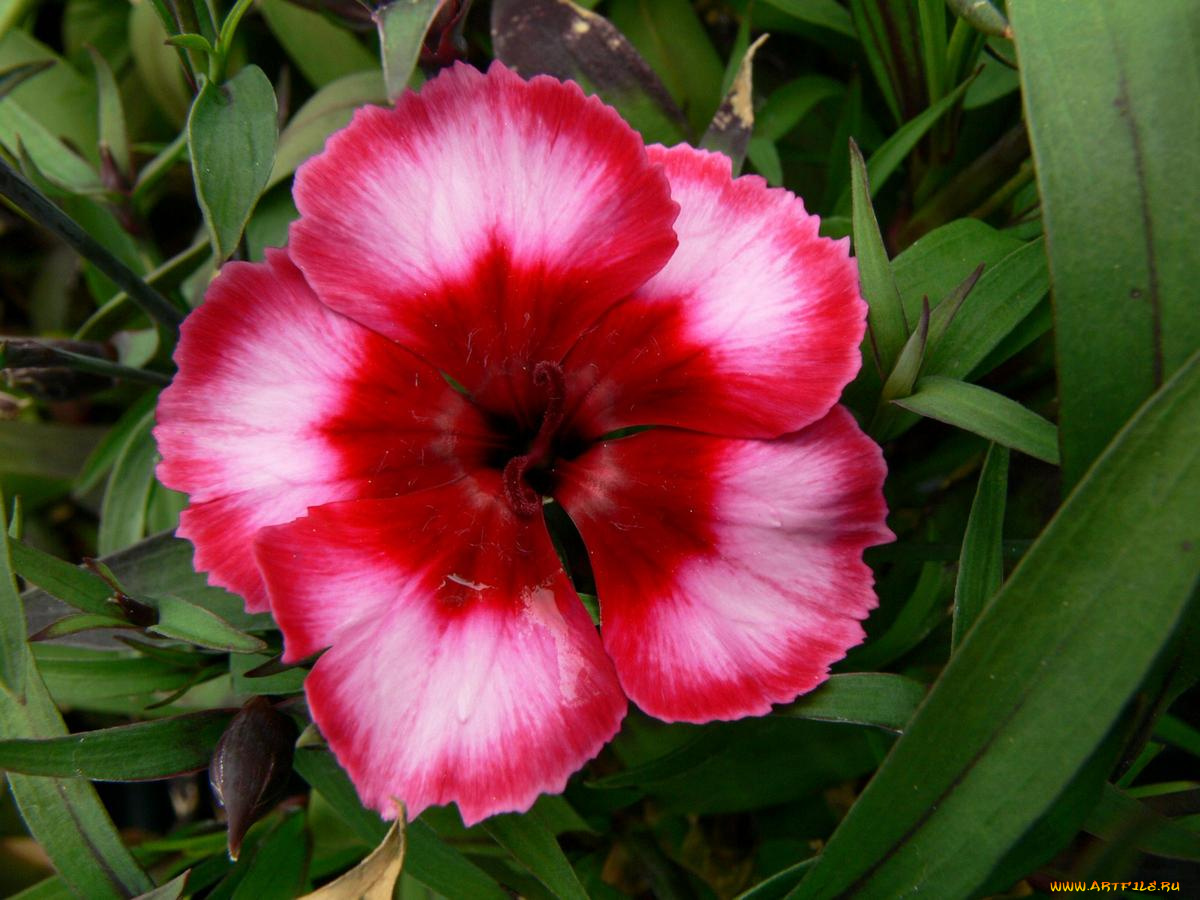 цветы, гвоздики