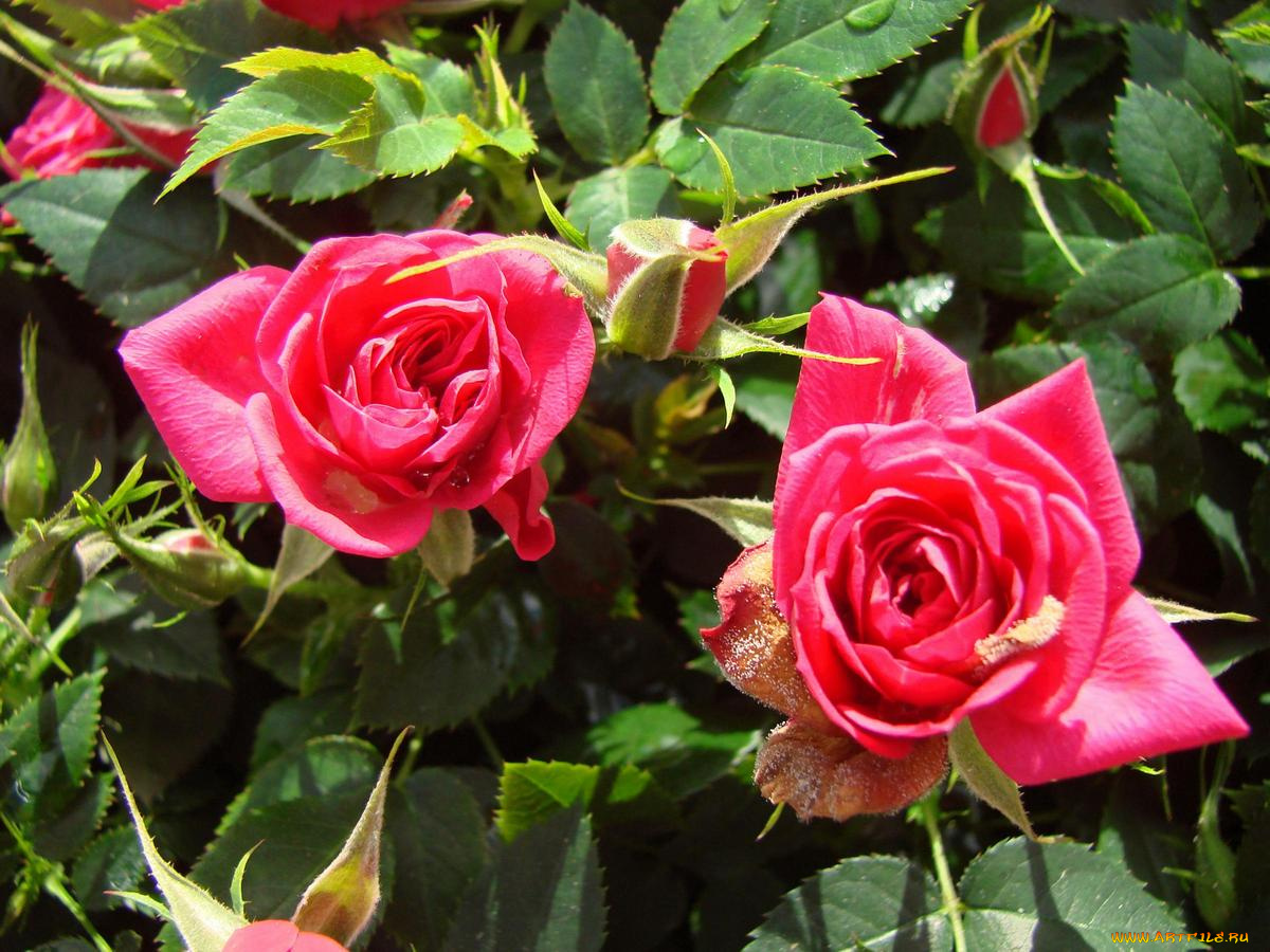 цветы, розы