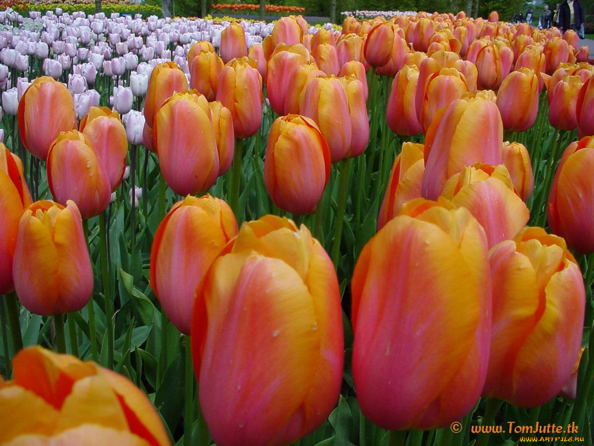 цветы, тюльпаны