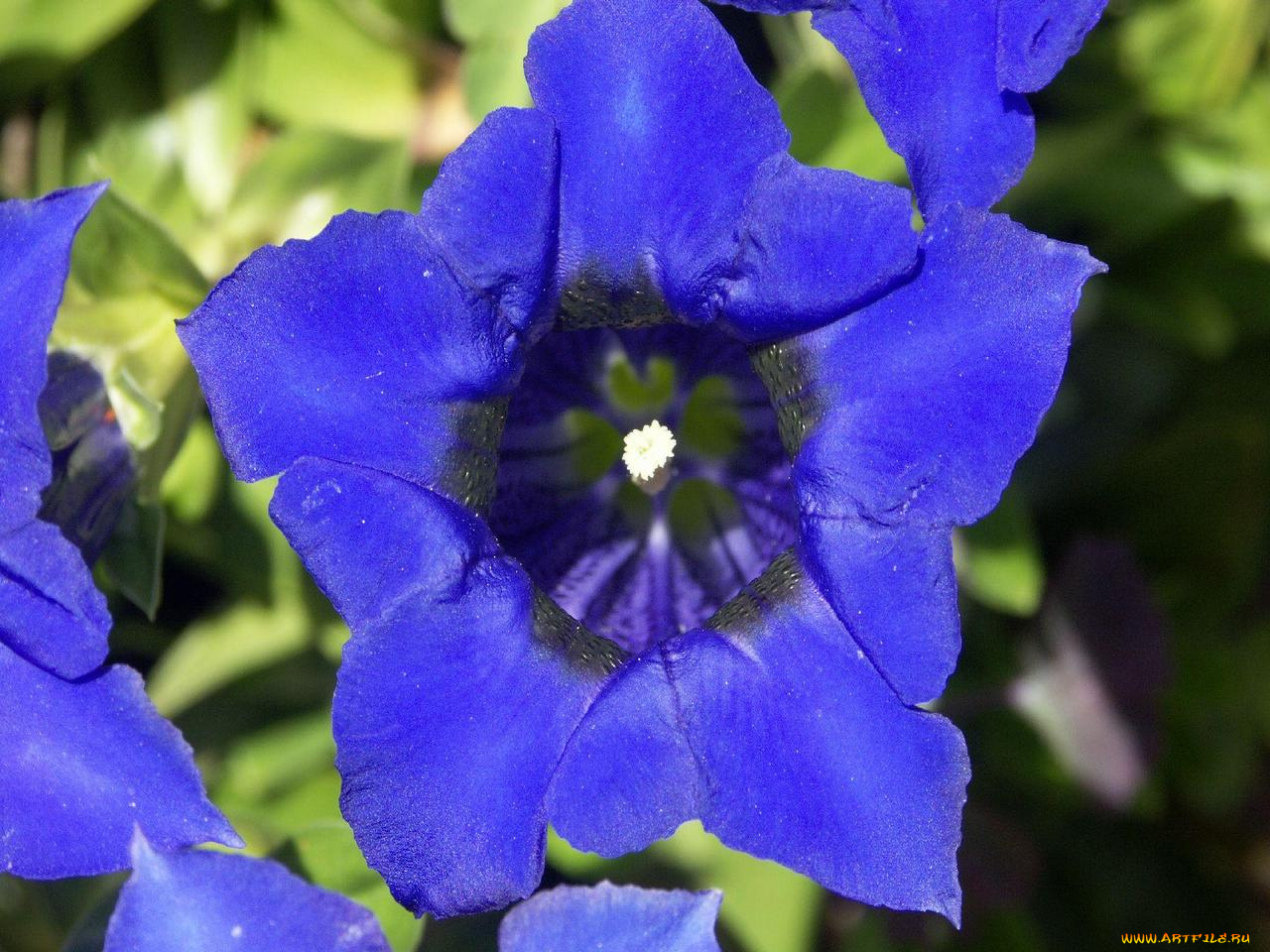 цветы, горечавки