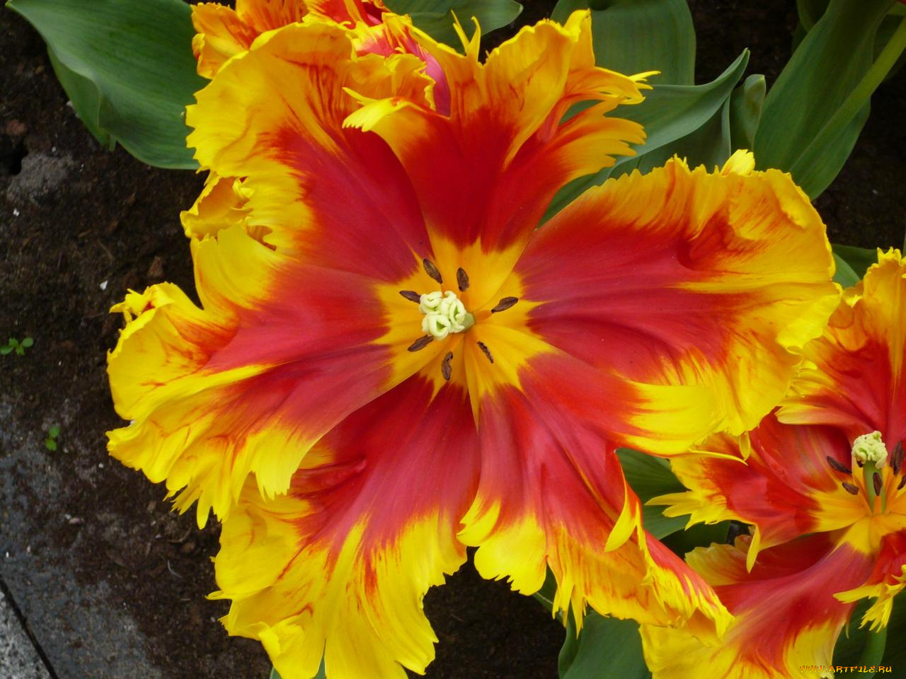 цветы, тюльпаны