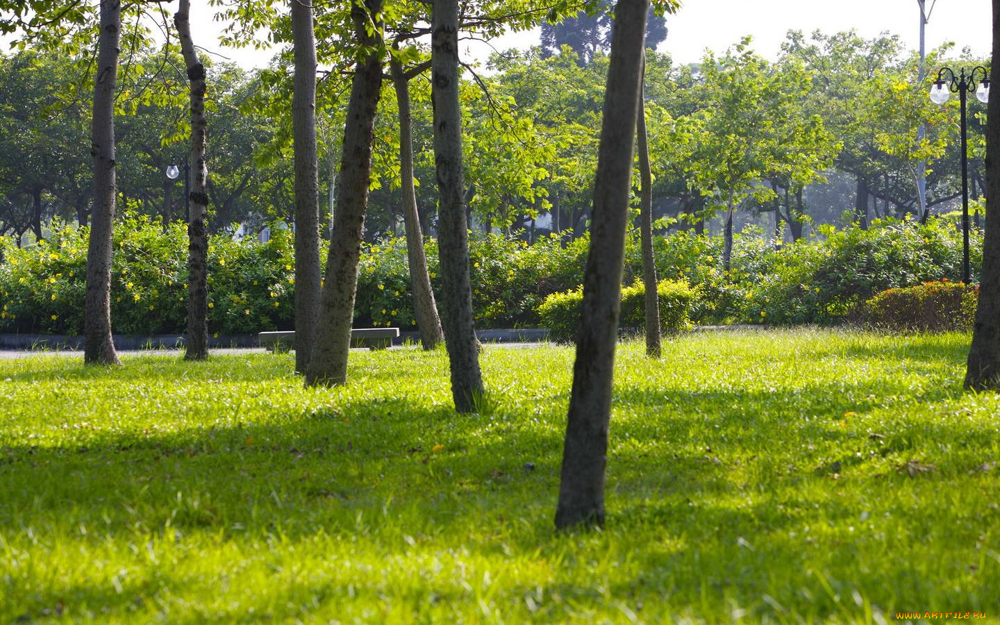 природа, деревья