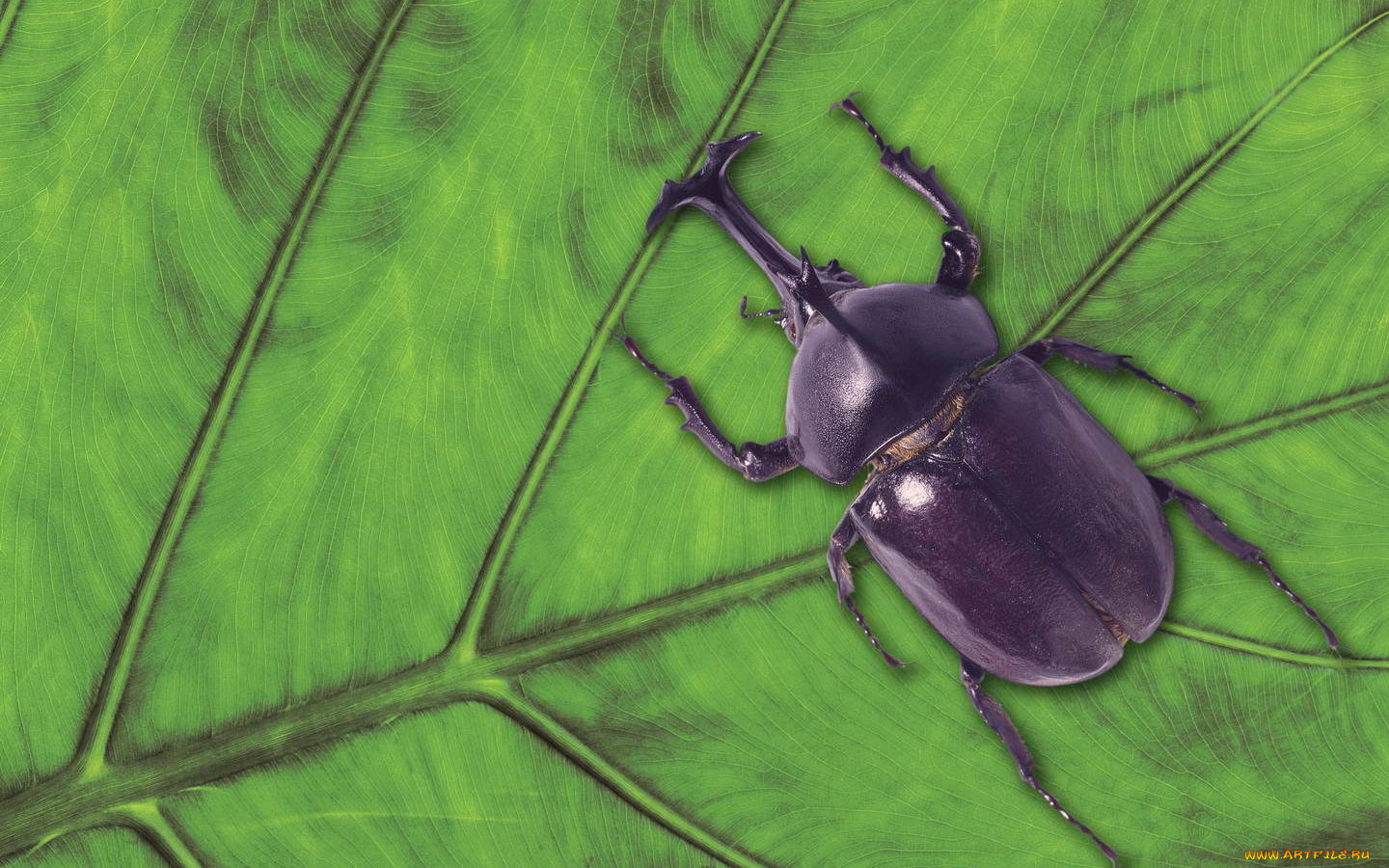 животные, насекомые