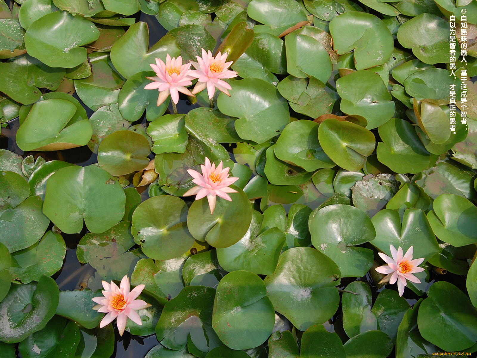 цветы, лилии, водяные, нимфеи, кувшинки