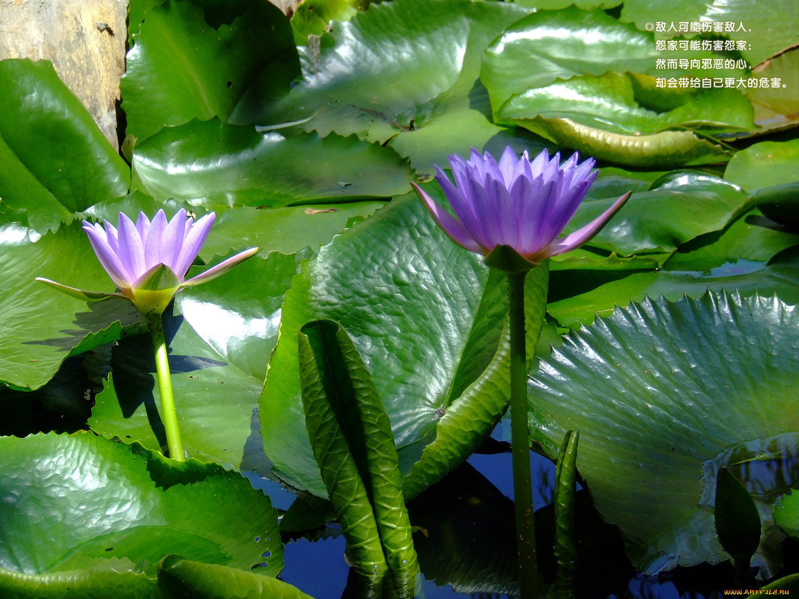 цветы, лилии, водяные, нимфеи, кувшинки