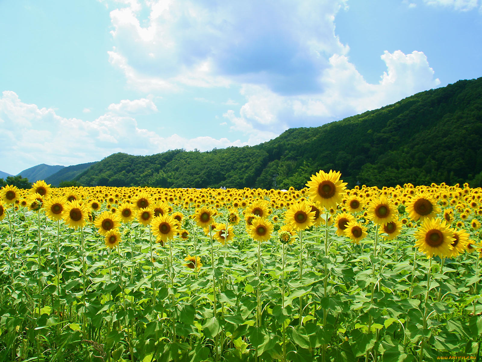 цветы, подсолнухи