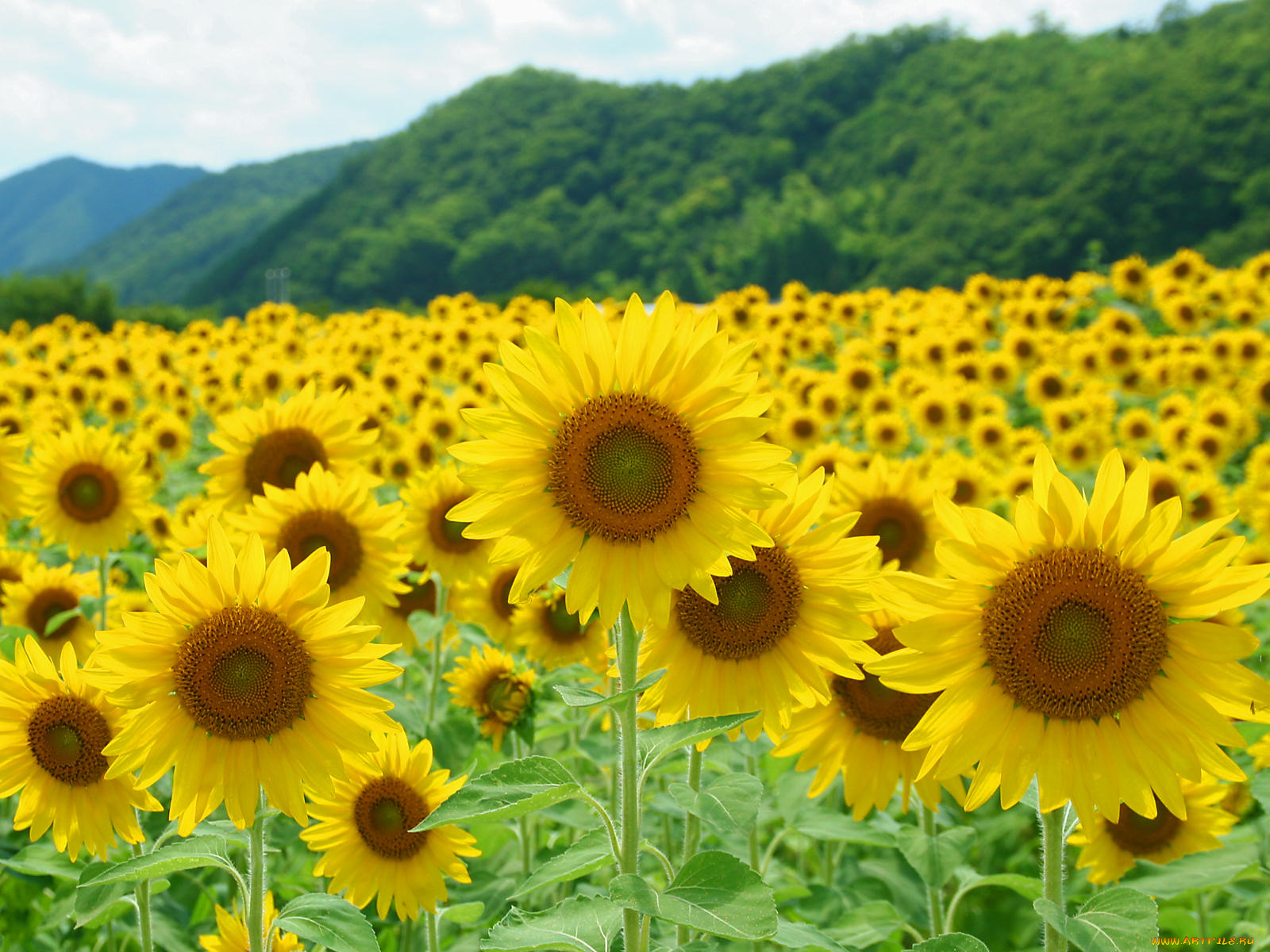 цветы, подсолнухи