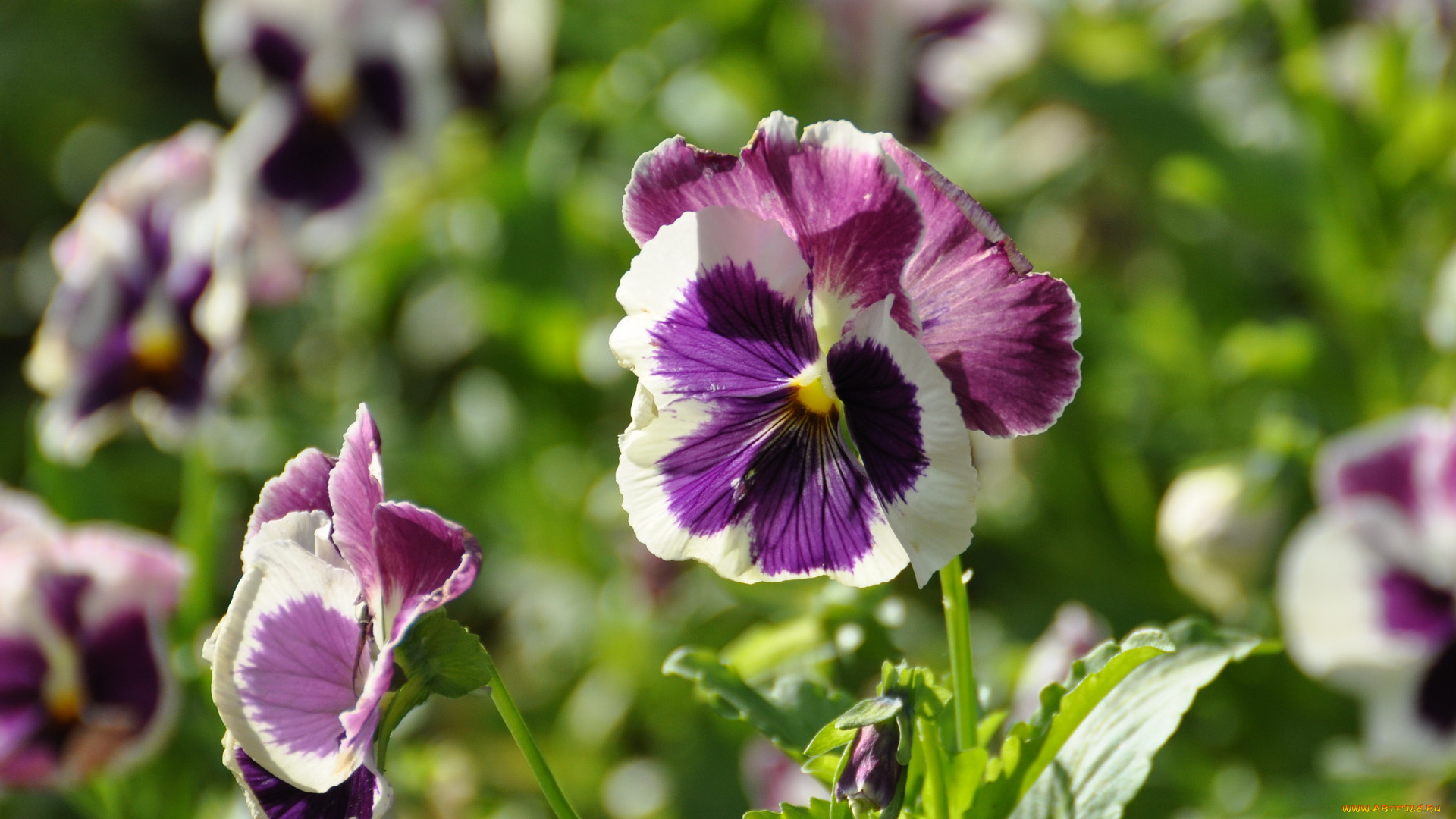 цветы, анютины, глазки, садовые, фиалки