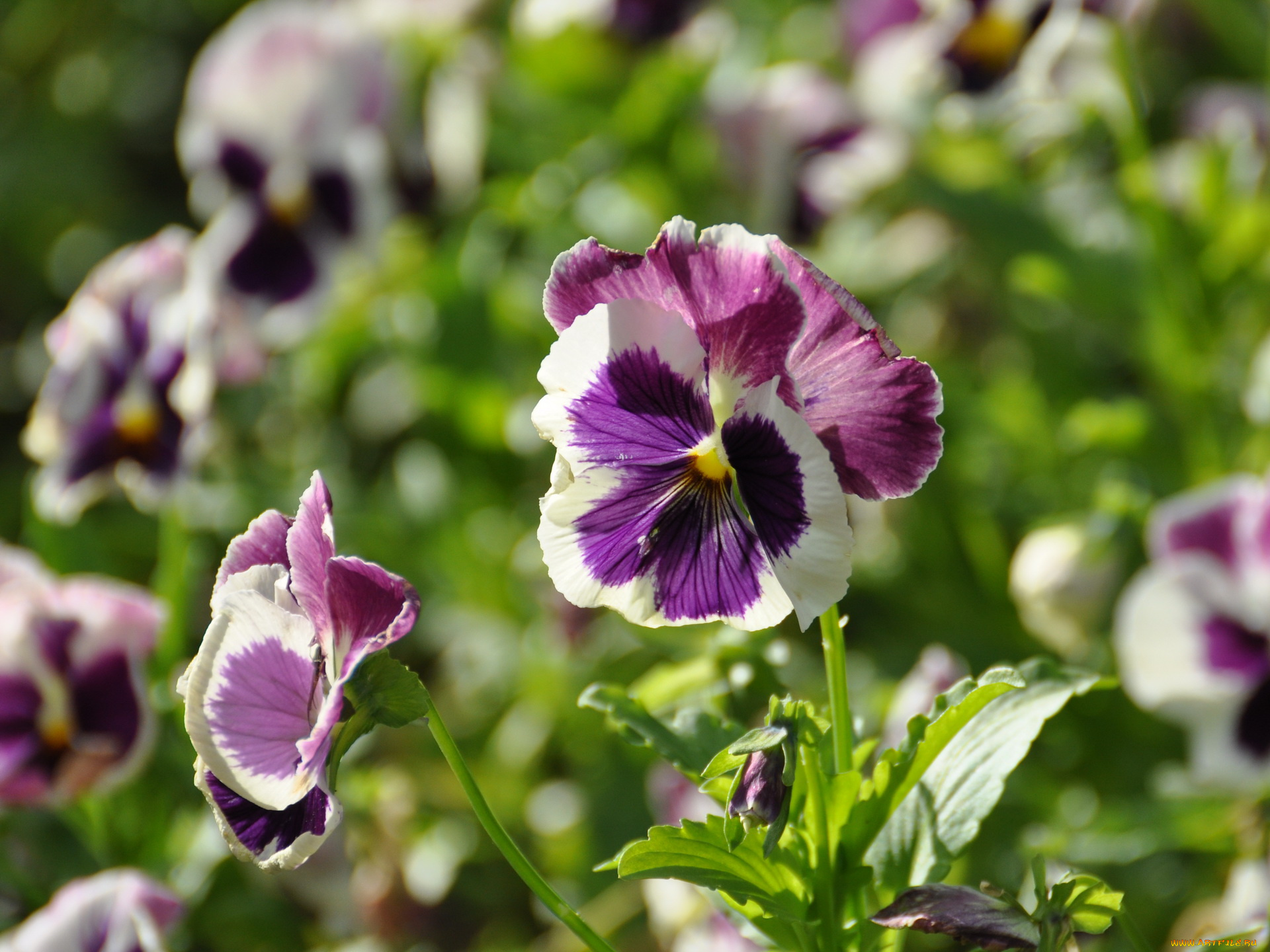 цветы, анютины, глазки, садовые, фиалки