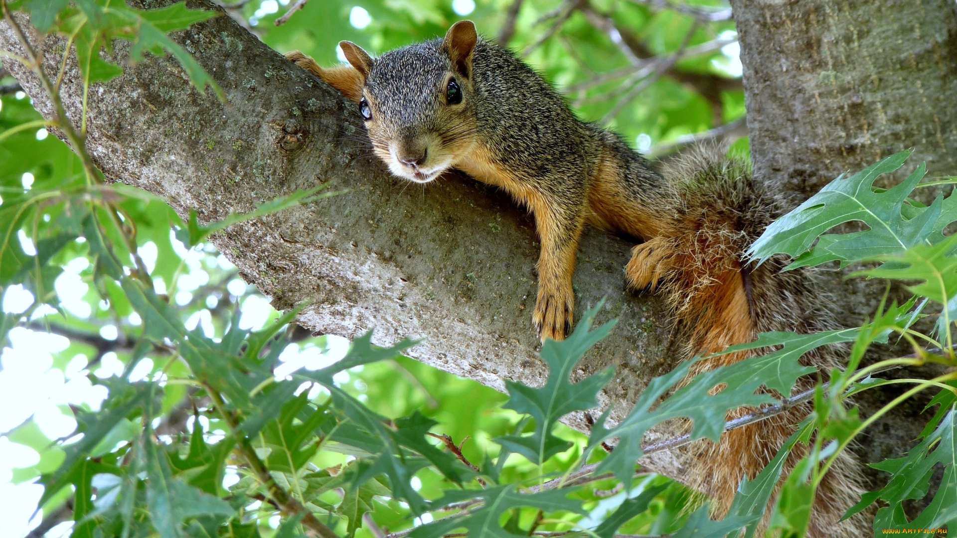 животные, белки, взгляд, хвост