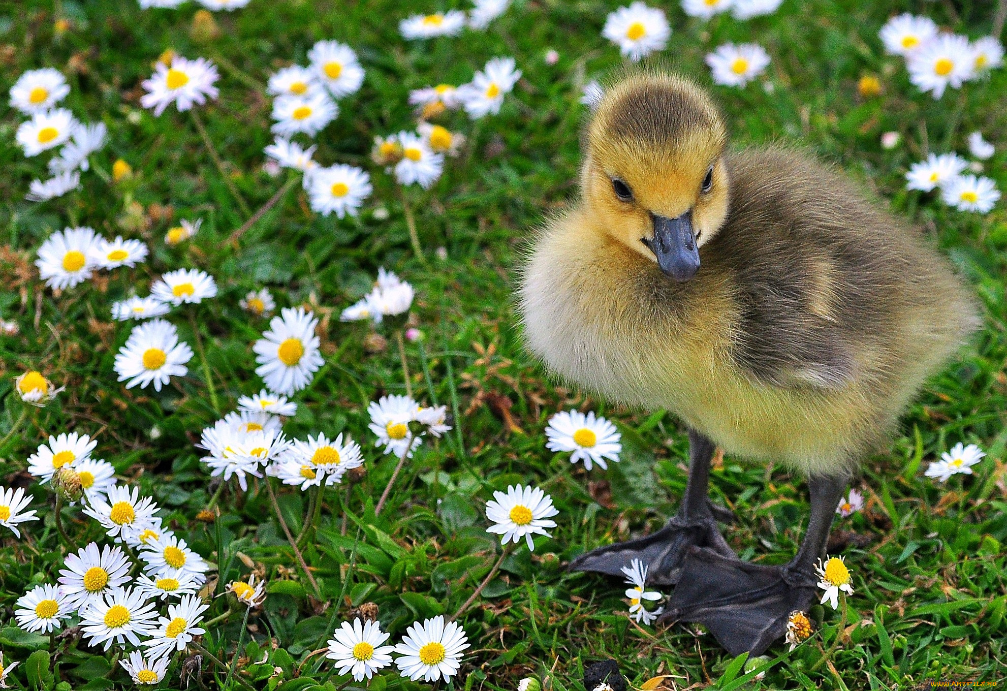 животные, лебеди, малыш, ромашки