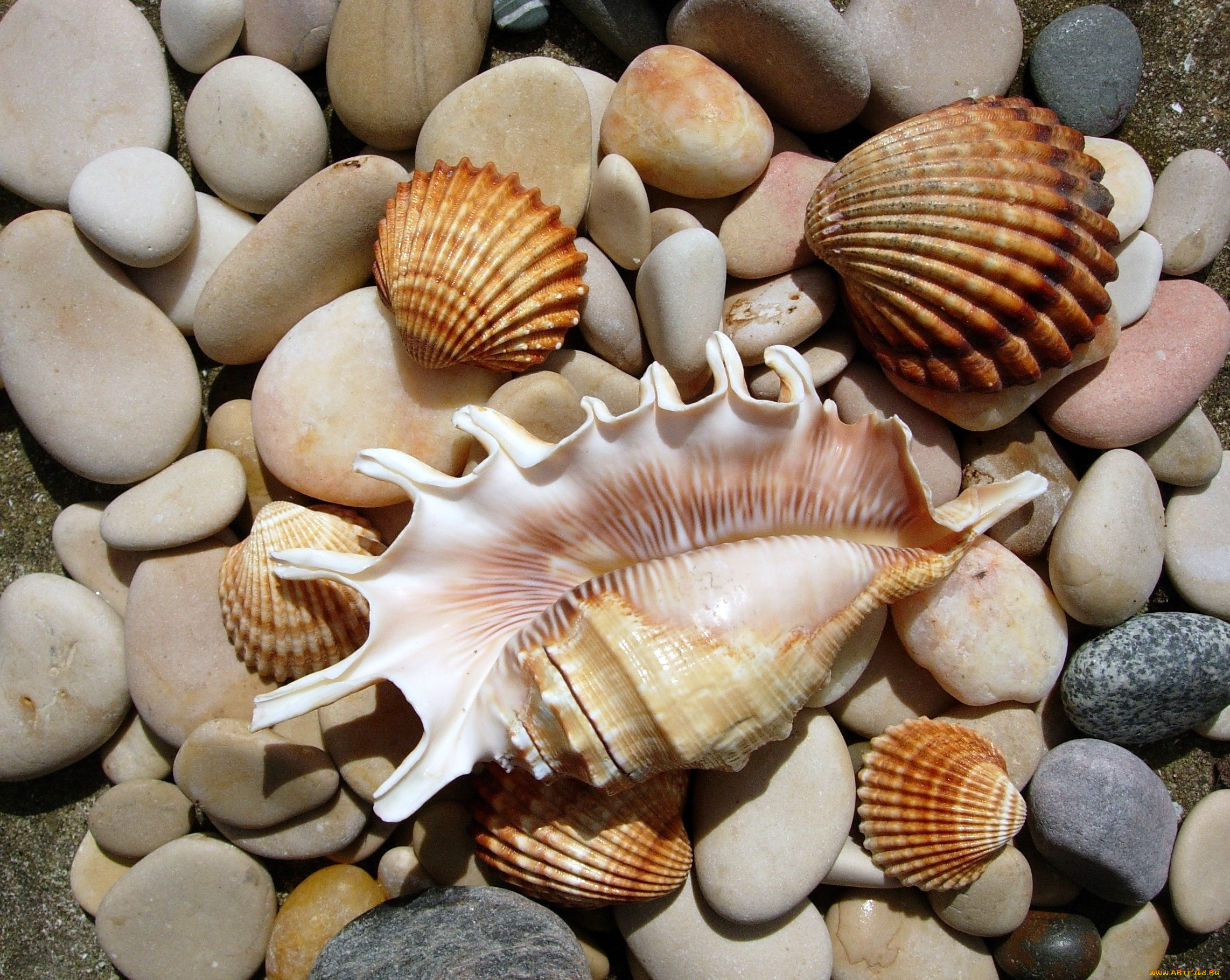 разное, ракушки, кораллы, декоративные, spa, камни, много, галька