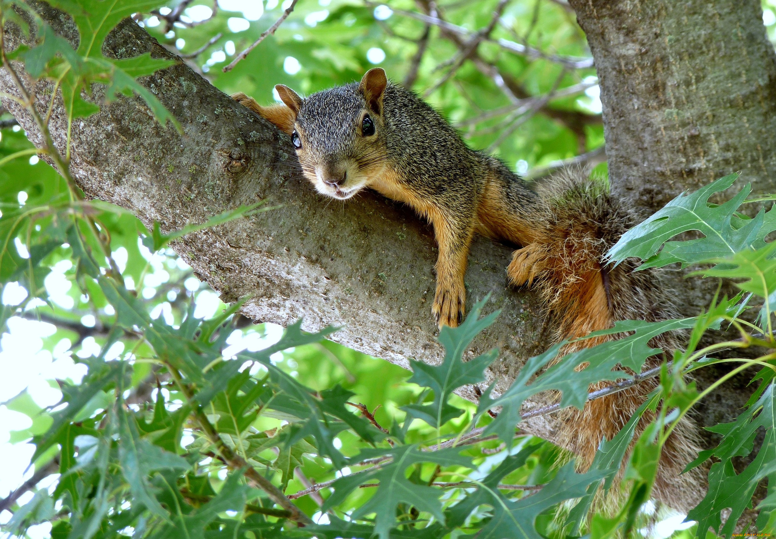 животные, белки, взгляд, хвост