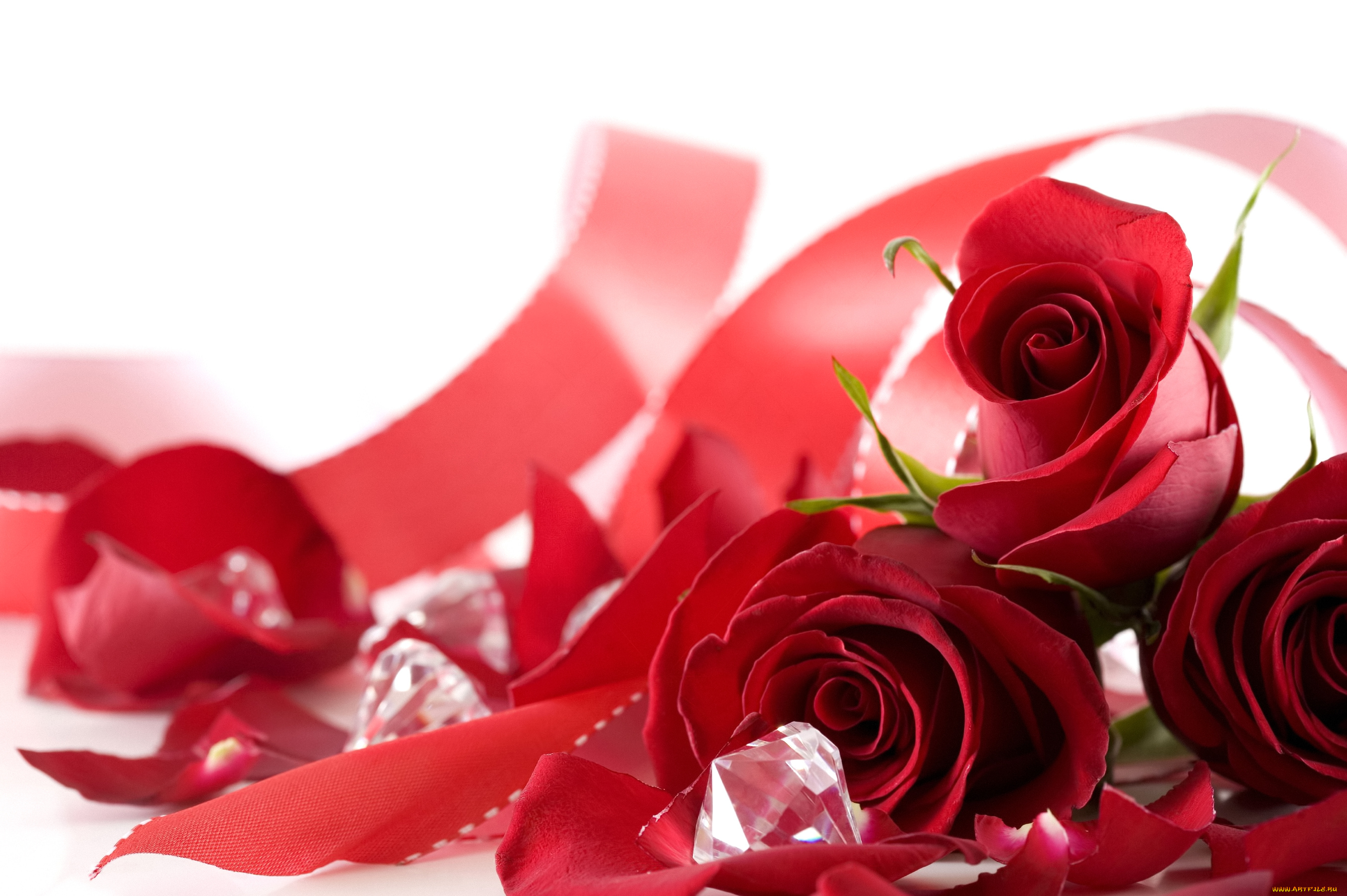 цветы, розы
