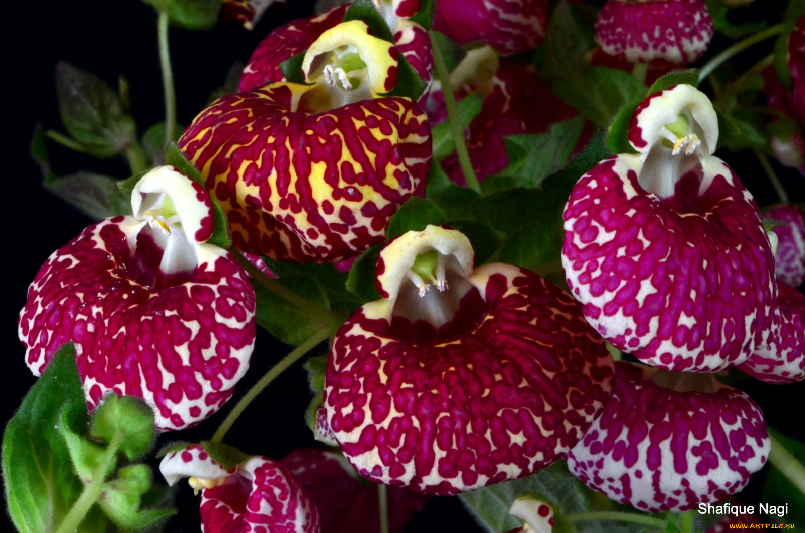 цветы, кальцеолярия, венерины, башмачки, малиновый