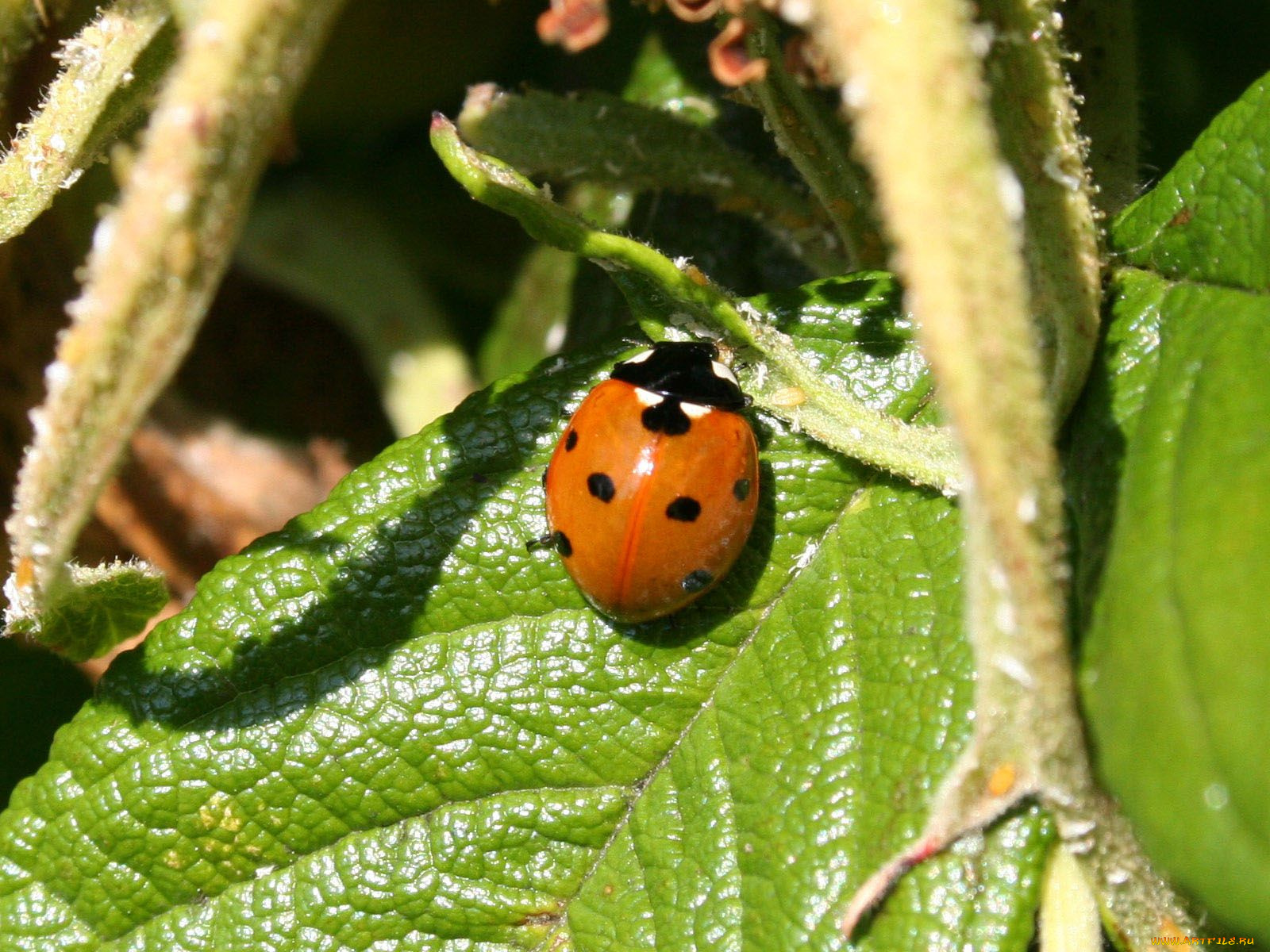 животные, божьи, коровки, божья, коровка