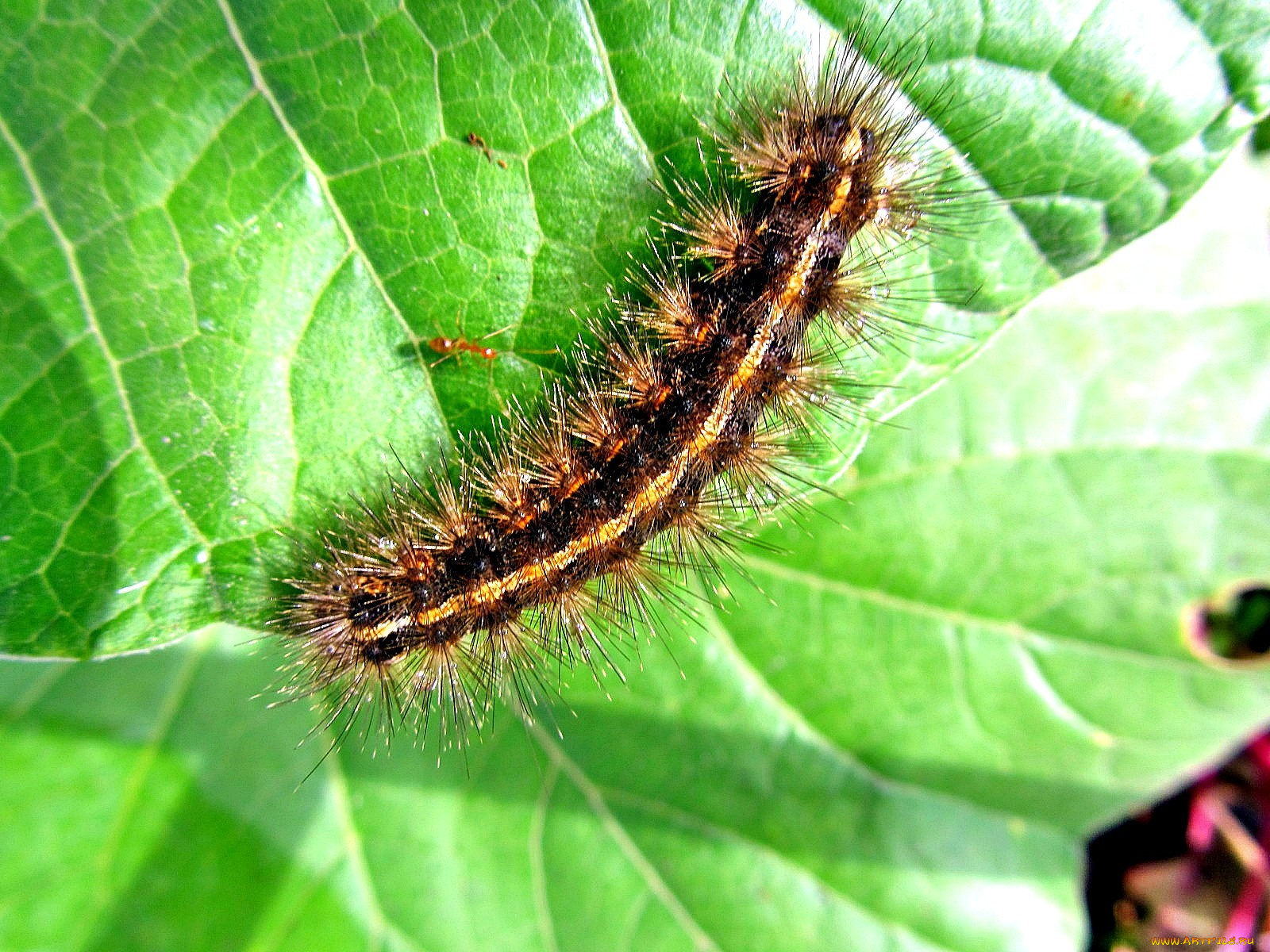 животные, гусеницы, гусеница