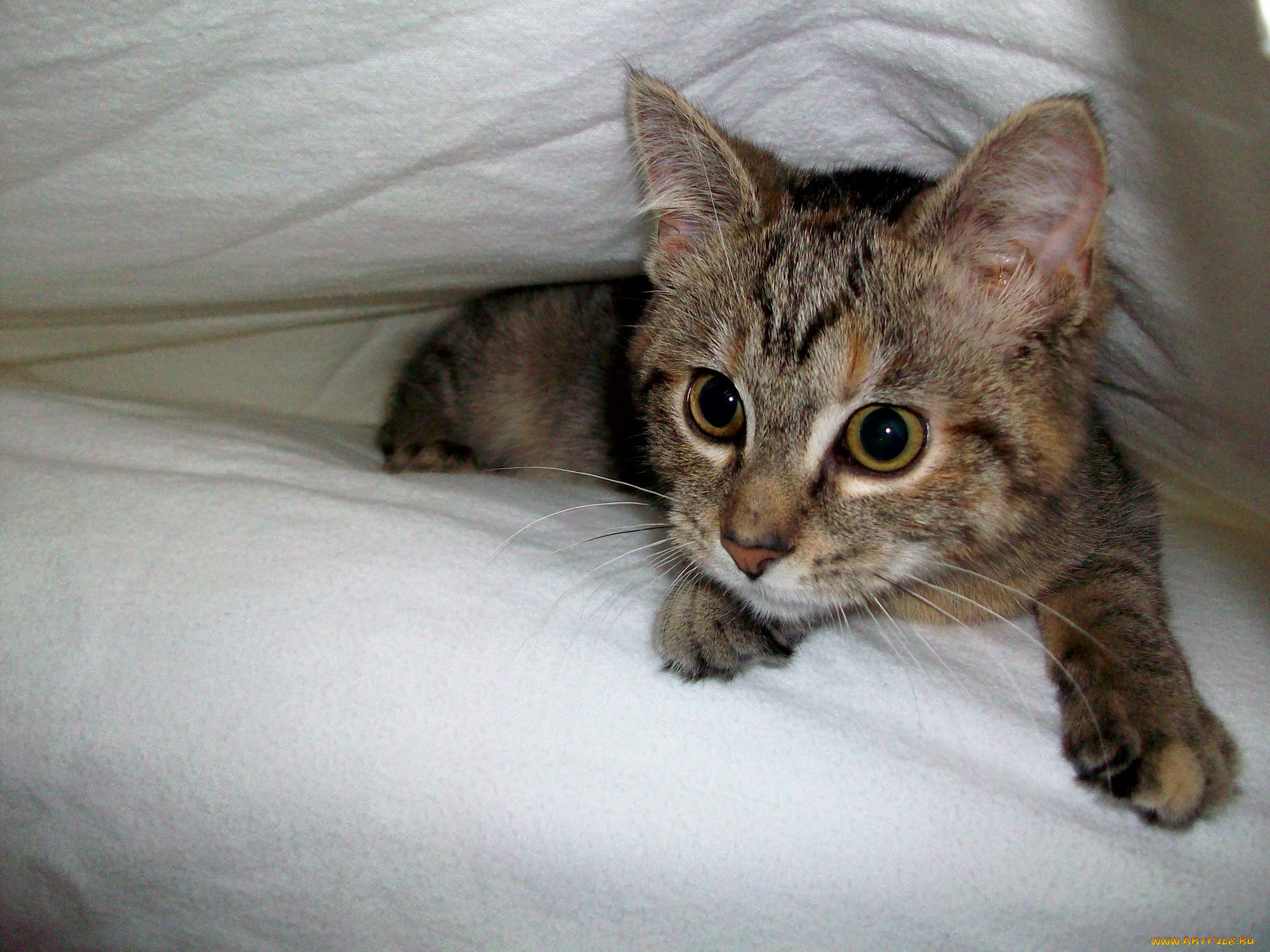 животные, коты, котенок