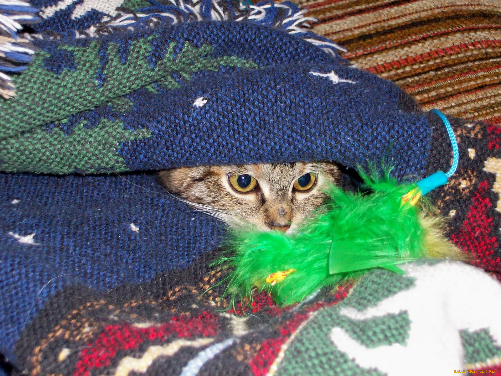 животные, коты, прятки