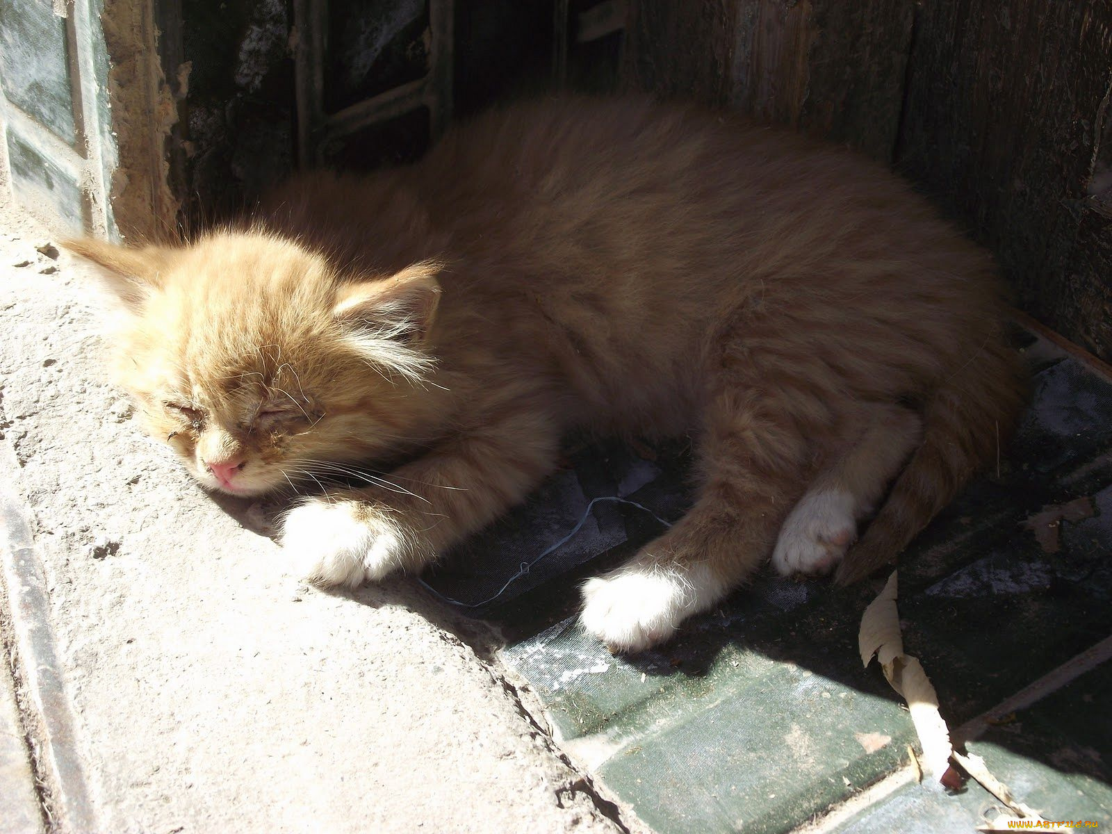 животные, коты, рыжик