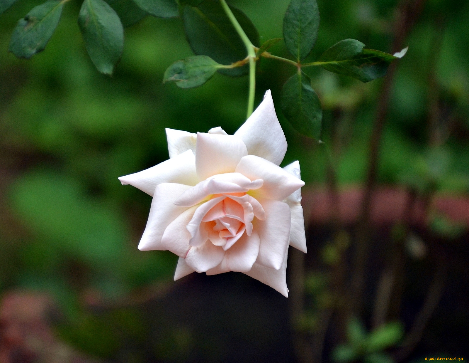 цветы, розы, роза