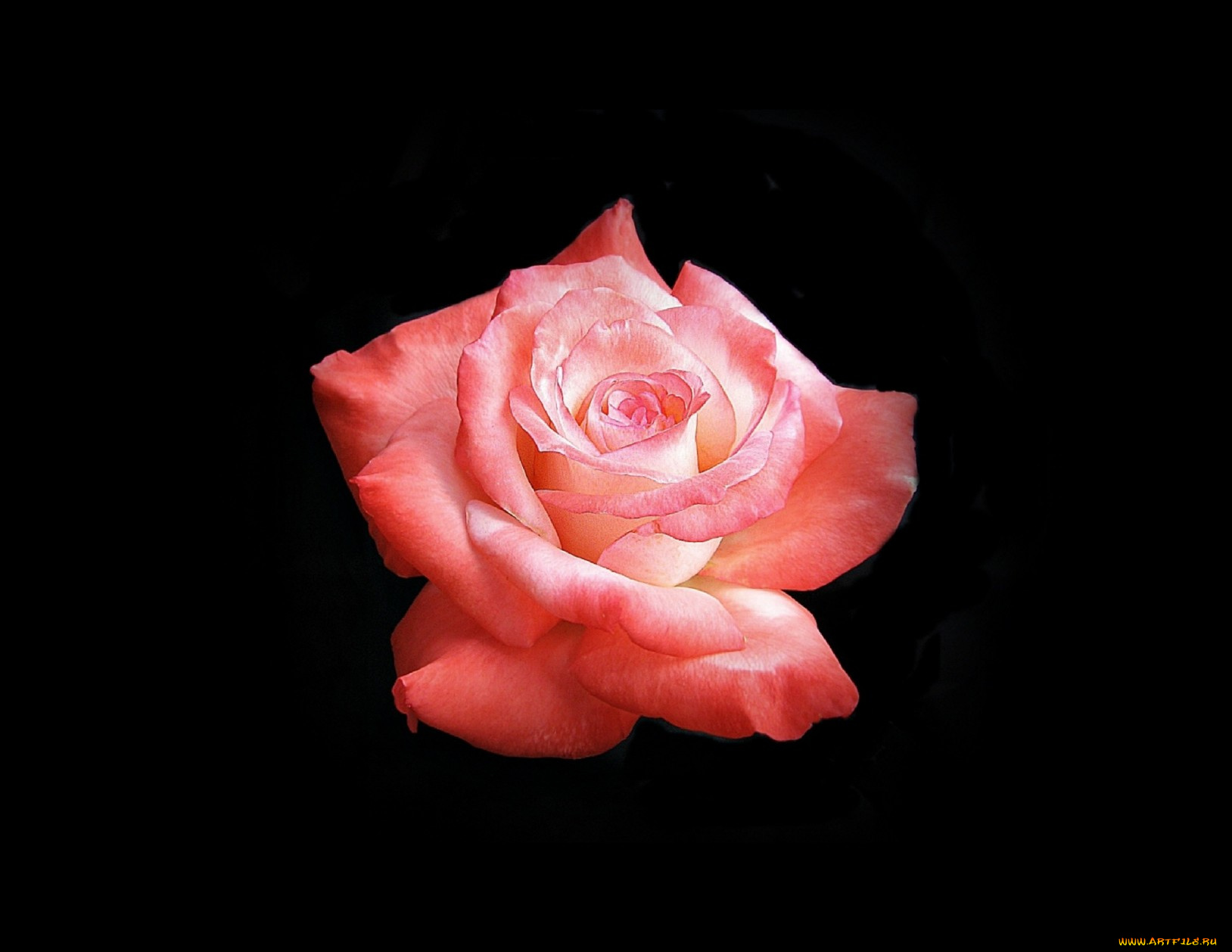 цветы, розы, роза