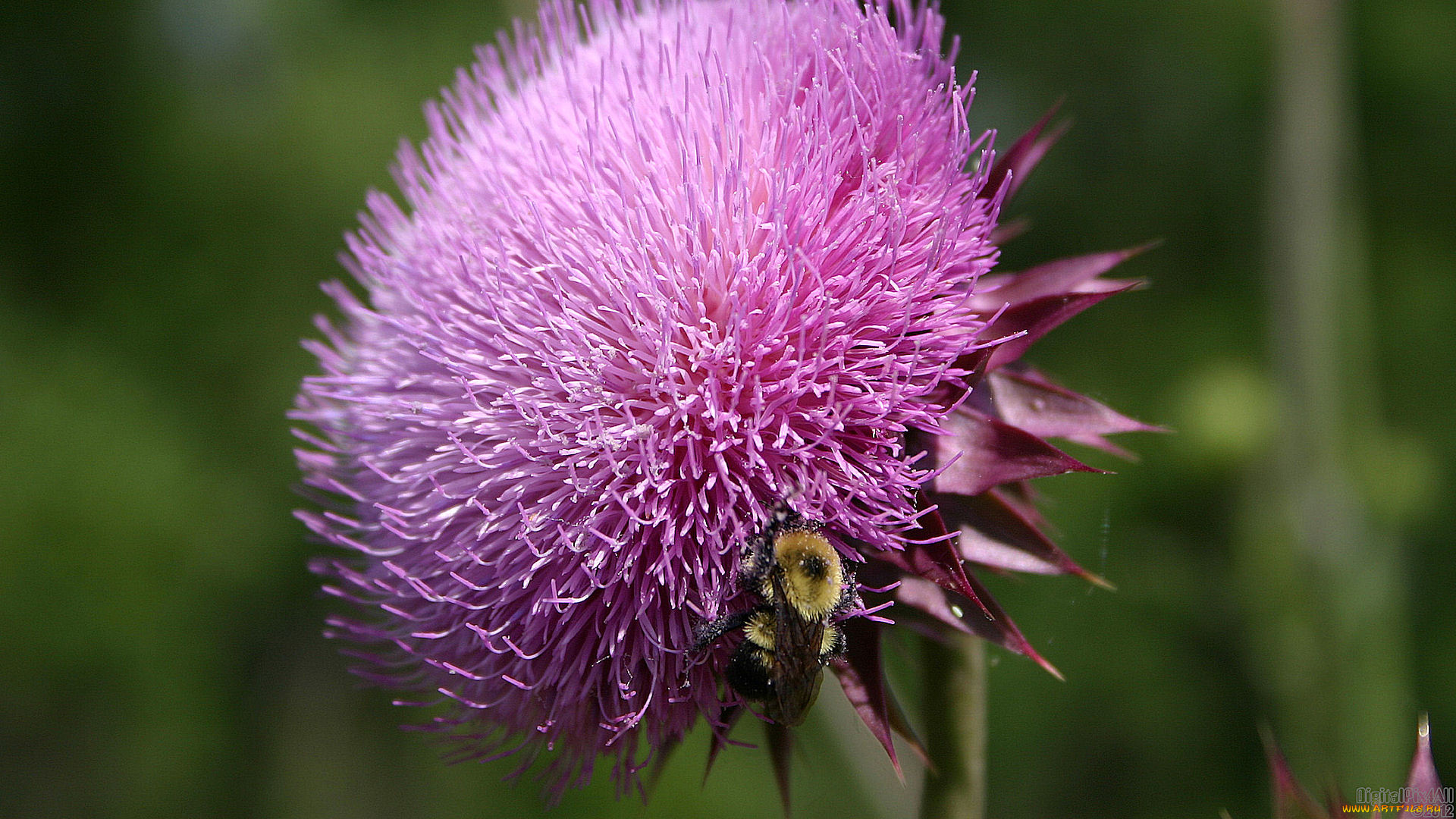 цветы, Чертополох, репейник, шмель