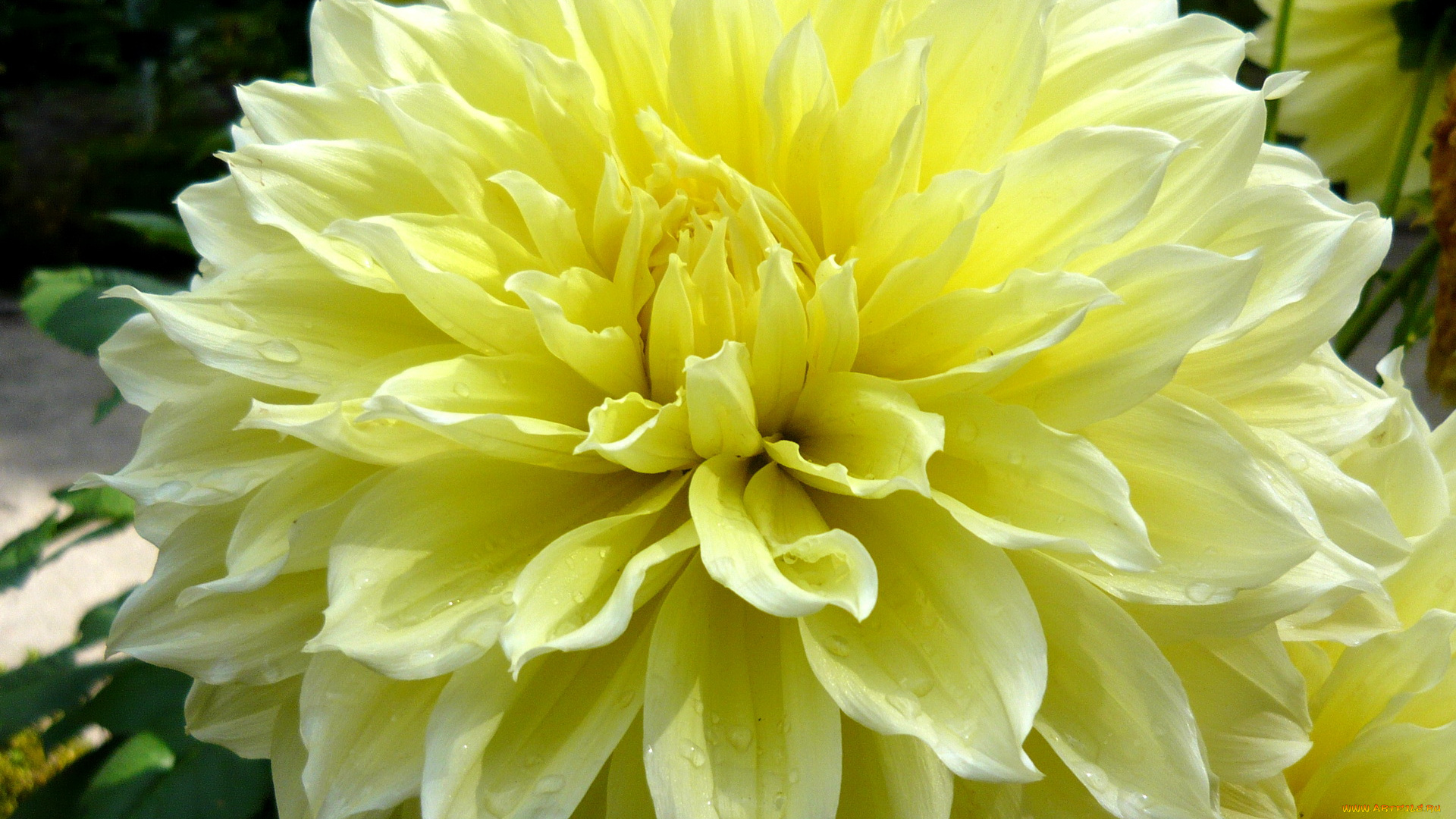 цветы, георгины