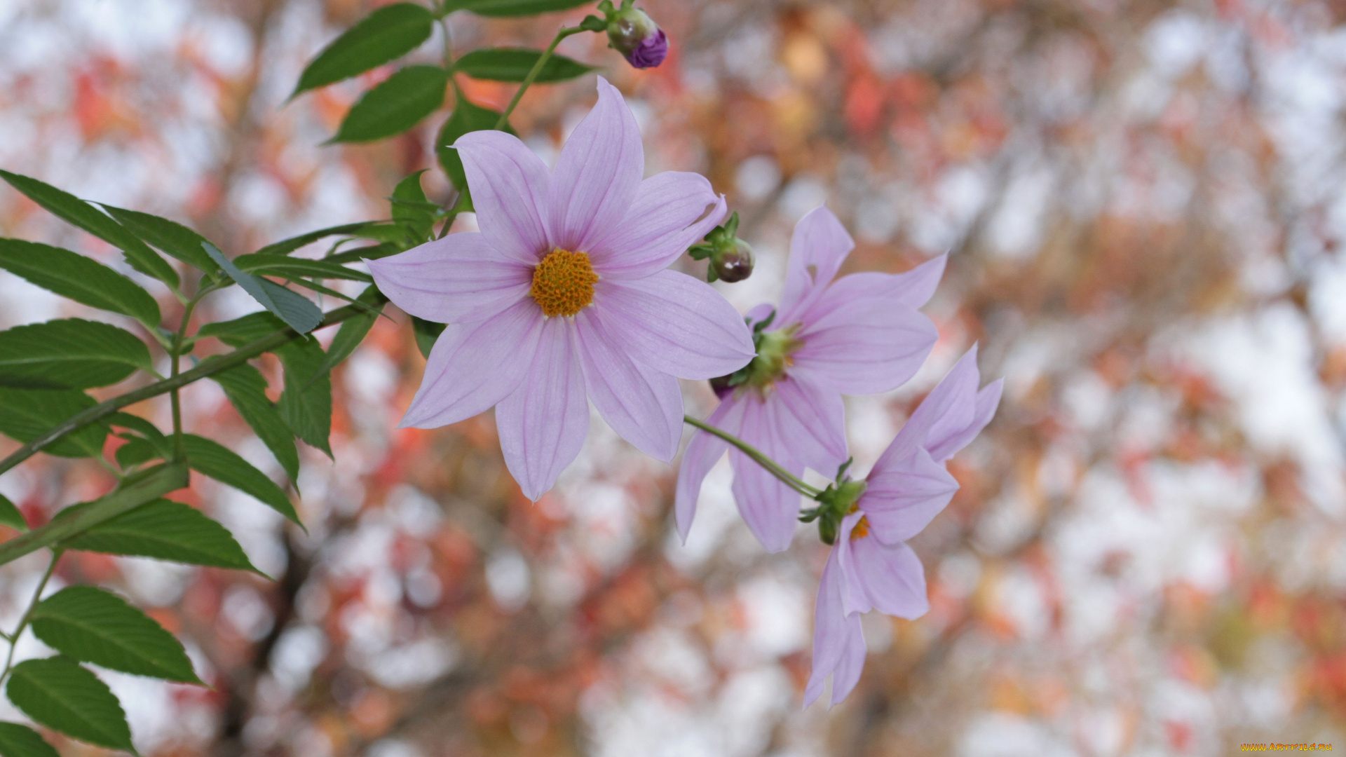 цветы, георгины, лепестки