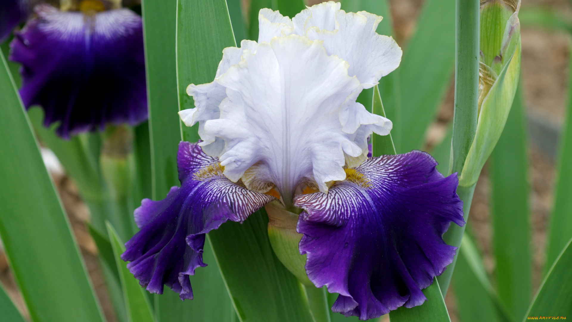 цветы, ирисы, фиолетовый