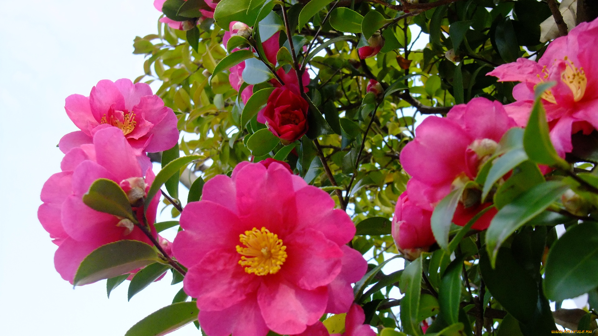 цветы, камелии, листья, лепестки