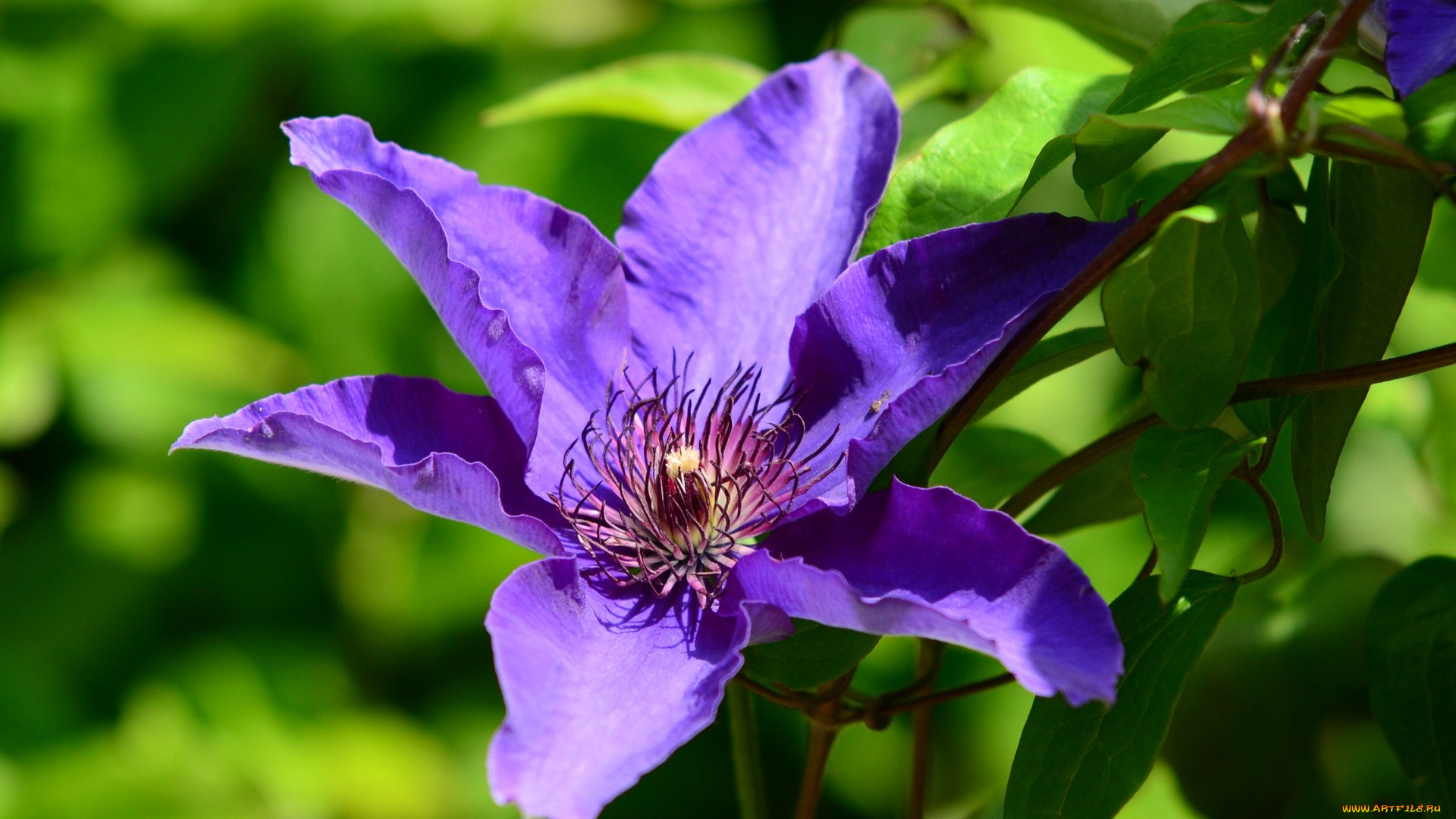 цветы, клематис, ломонос, сиреневый