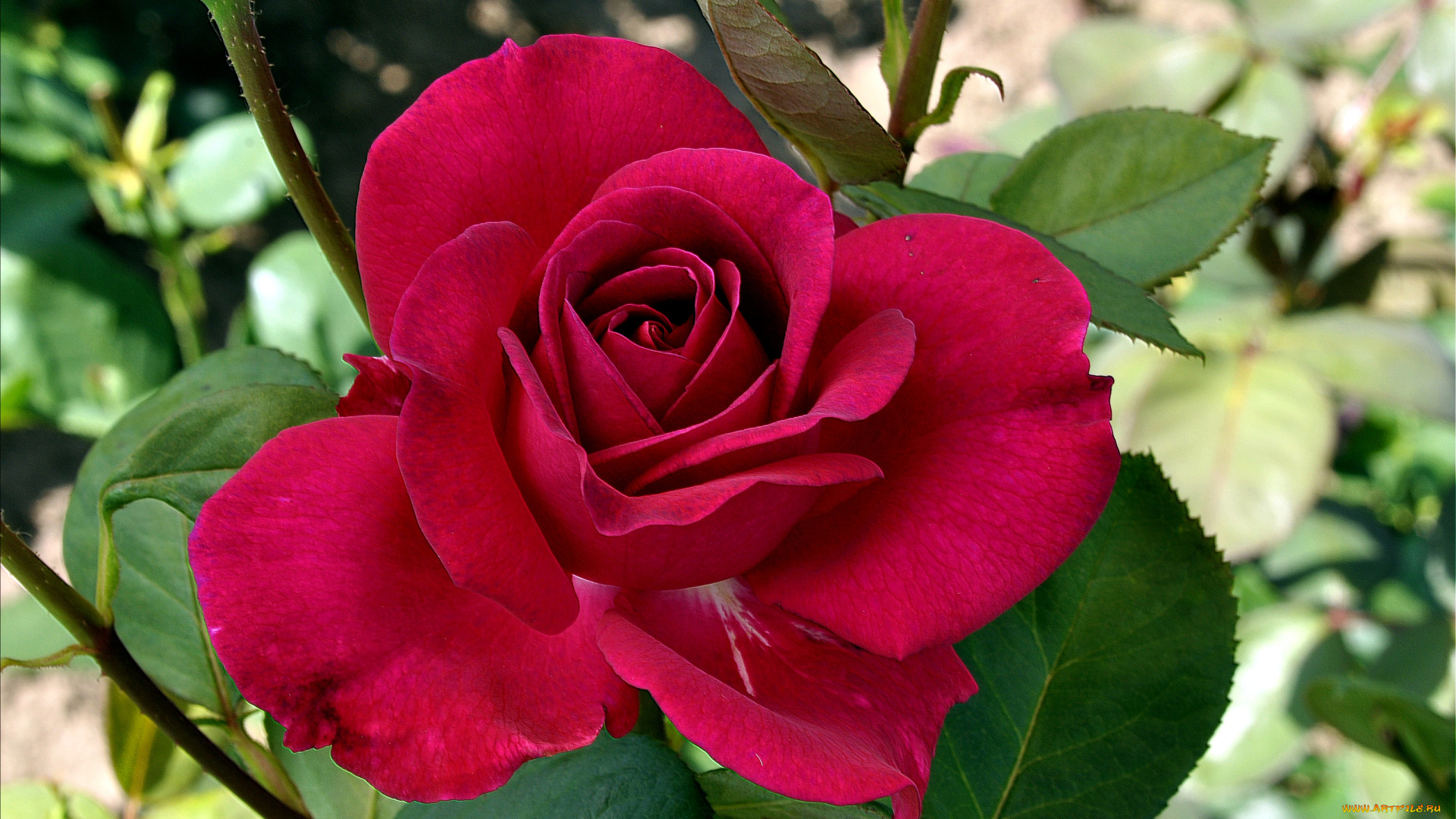 цветы, розы, красный, лепестки