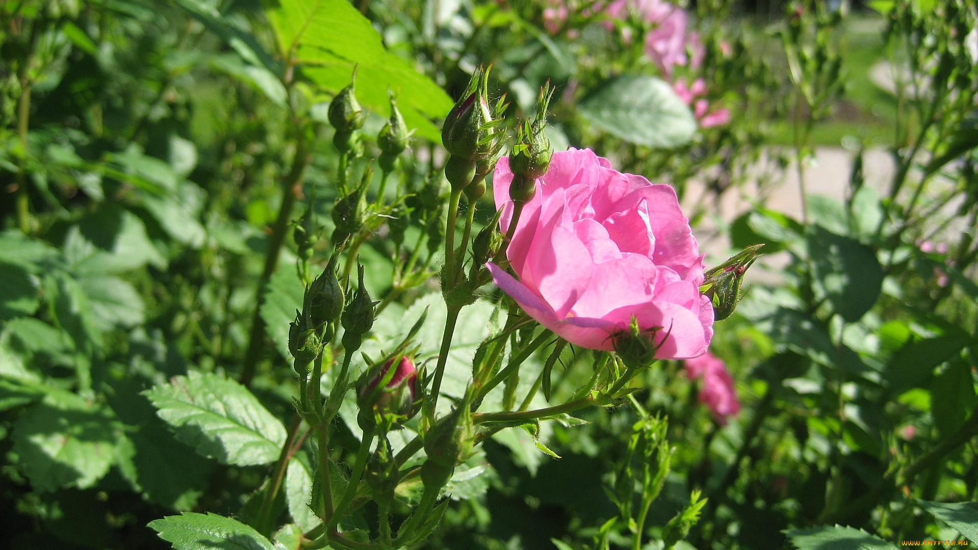 цветы, розы, роза, бутоны, куст