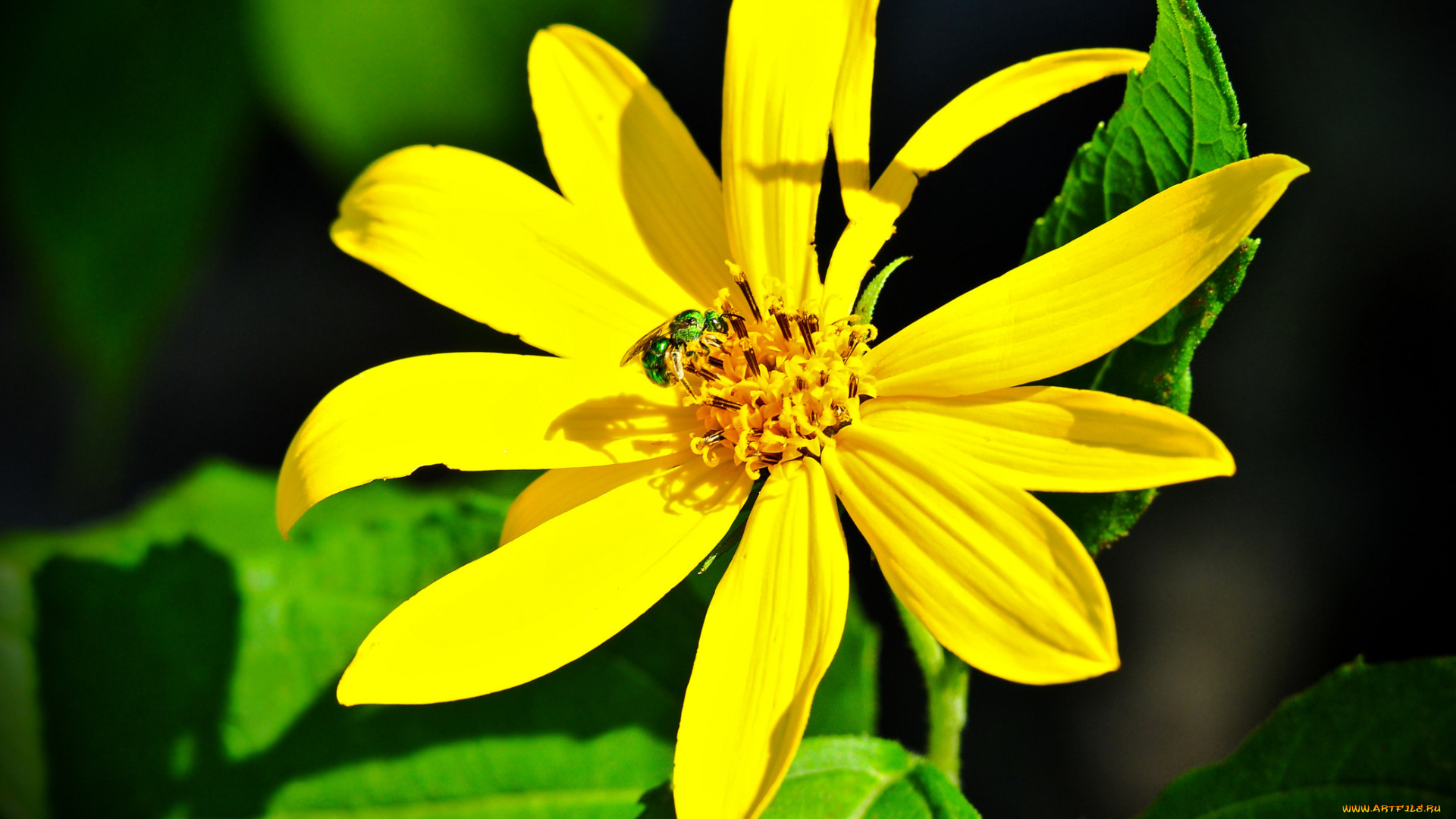 цветы, рудбекия, лепестки