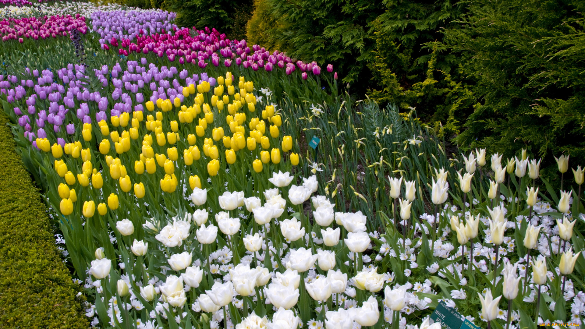 цветы, тюльпаны