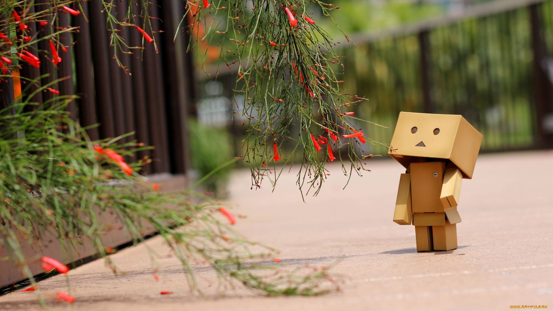 разное, данбо, danboard, цветы, коробочка, игрушка, милый