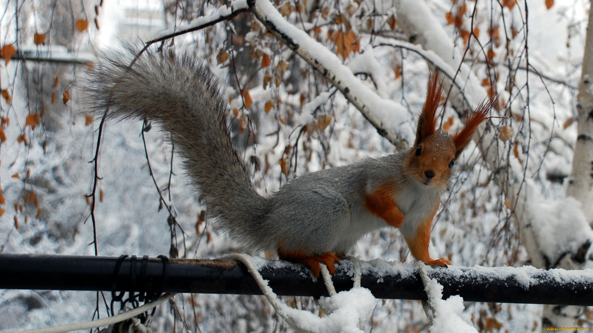 животные, белки, зима, хвост