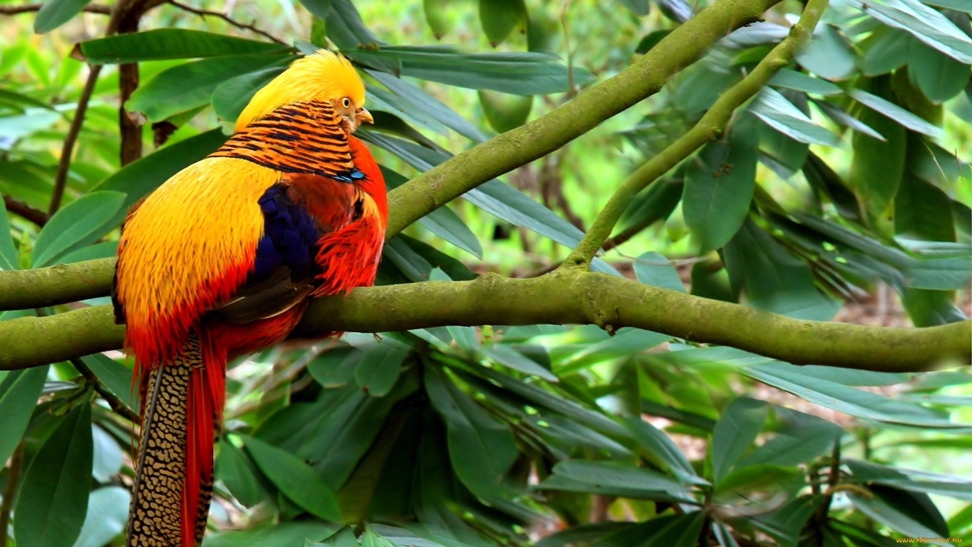 животные, глухари, тетерева, фазаны, желтый, фазан, яркий