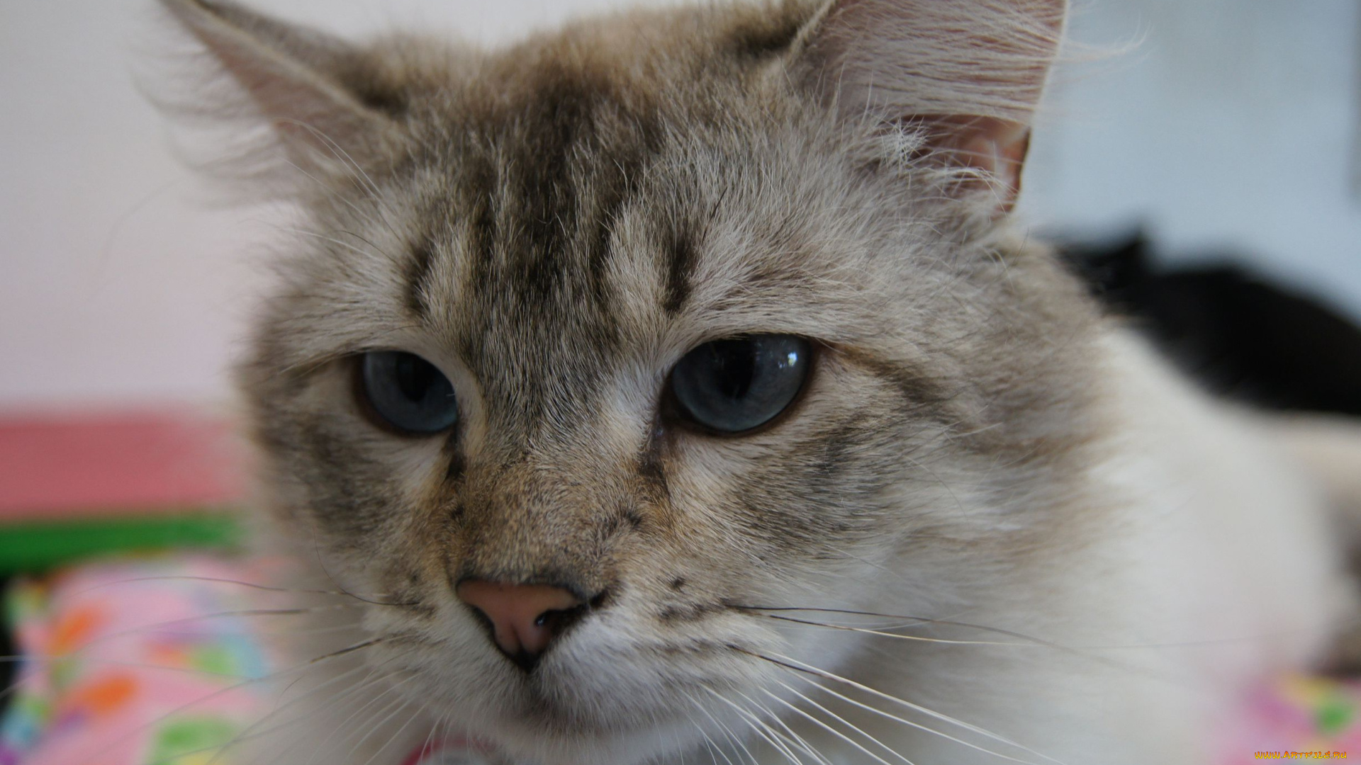 животные, коты, cat