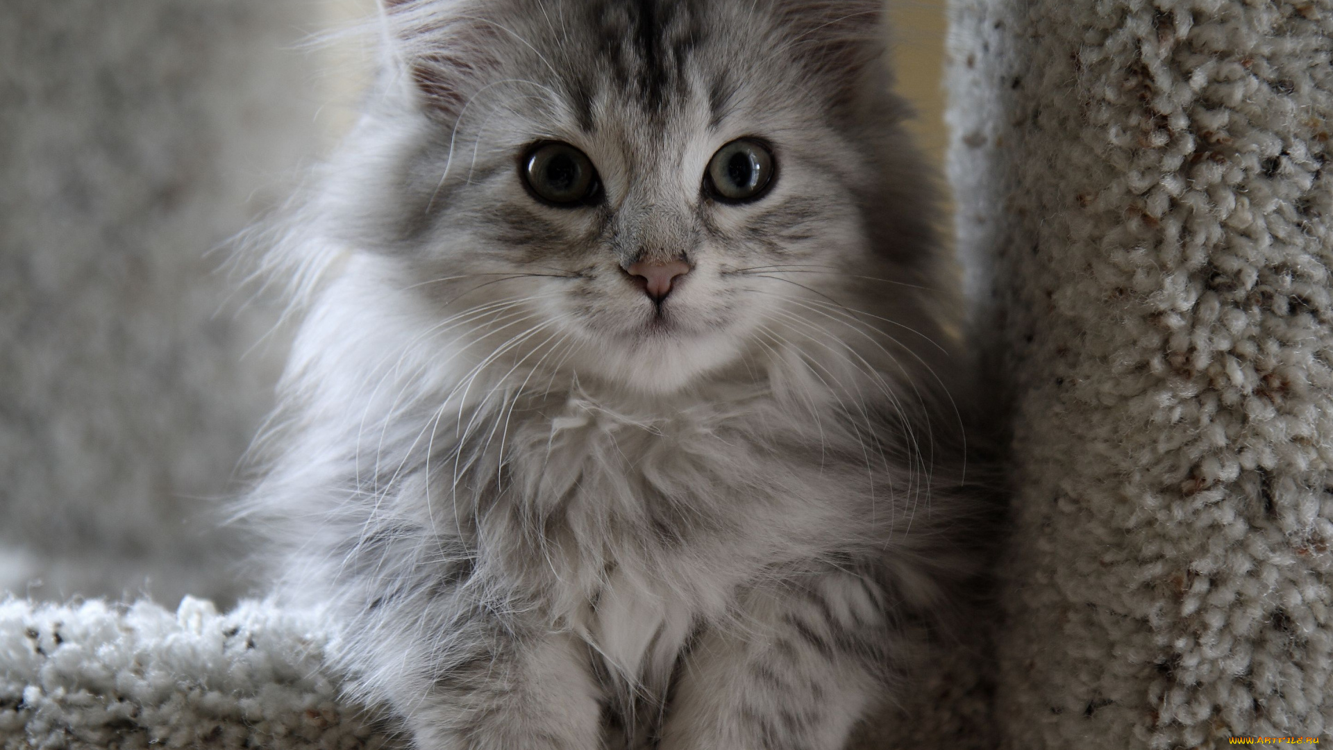 животные, коты, котенок