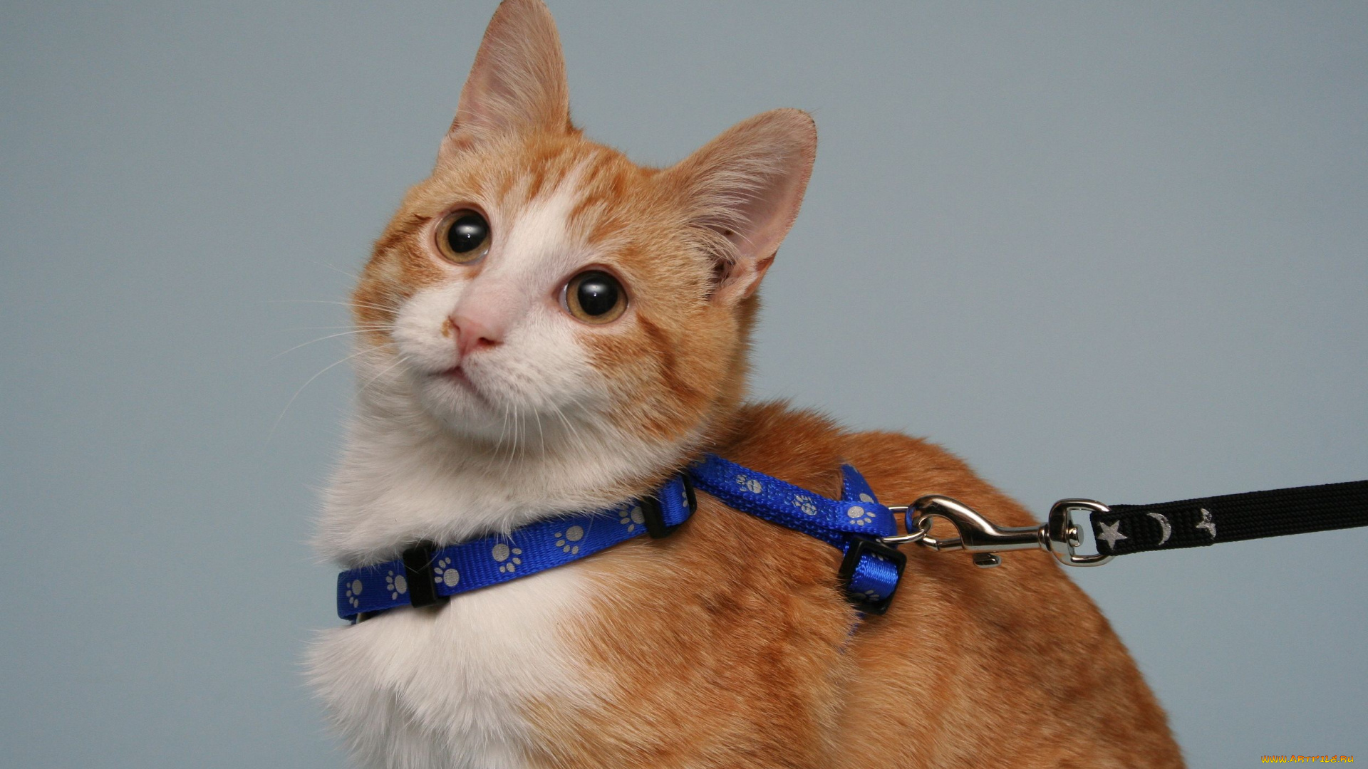 животные, коты, рыжий