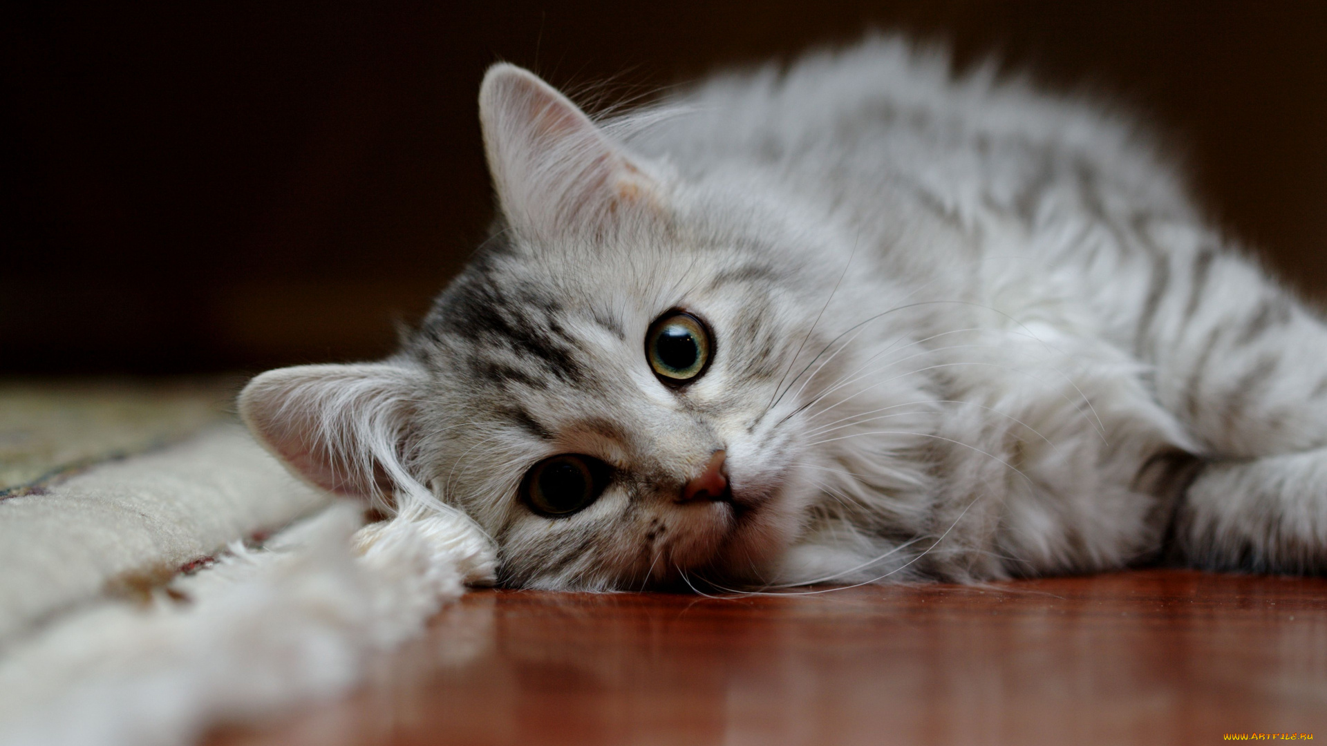 животные, коты, сибиряк