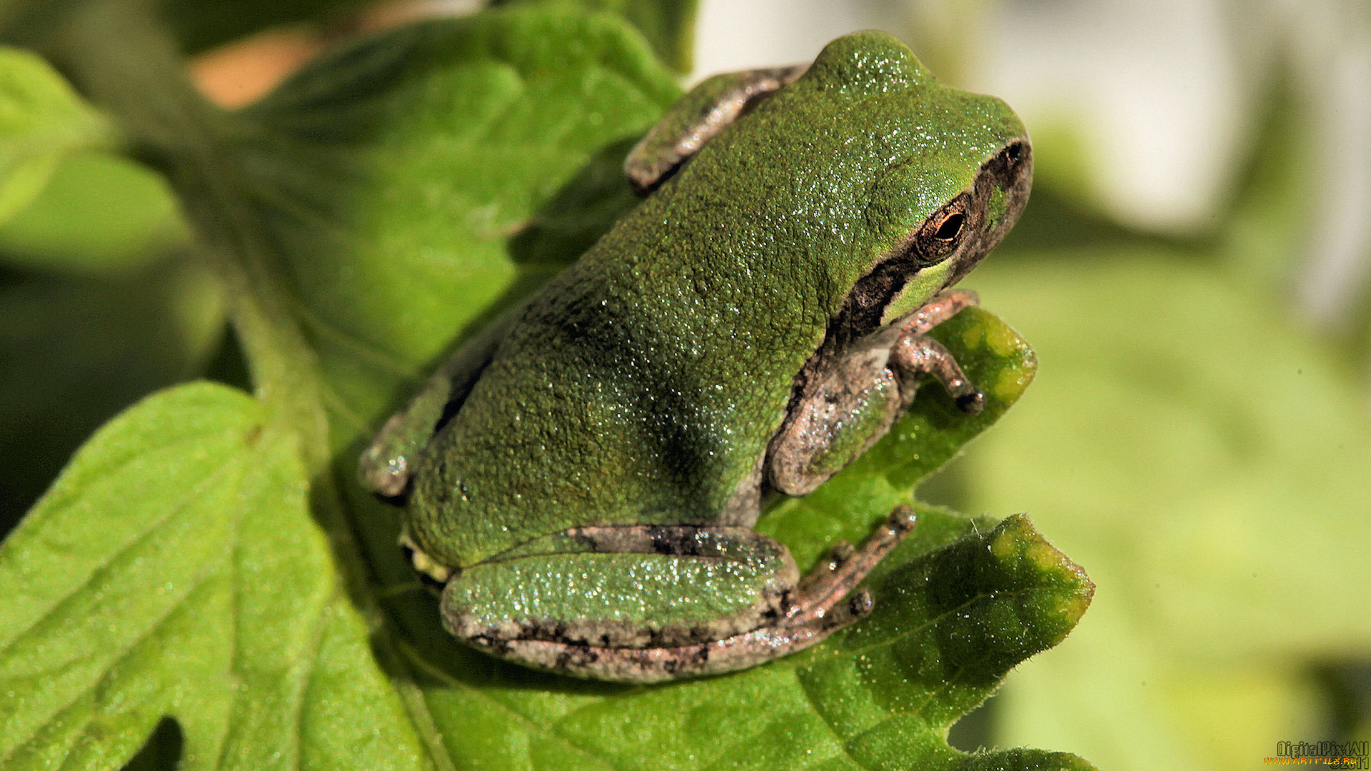 животные, лягушки, ветка, лягушка