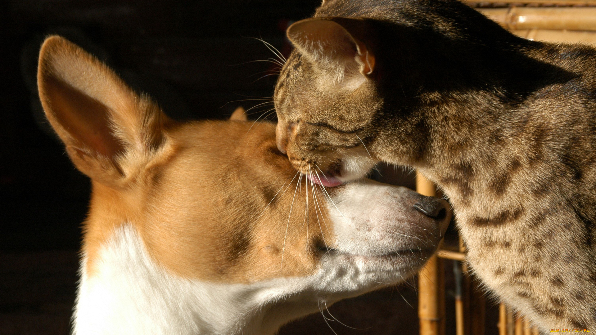 животные, разные, вместе, кот, собака