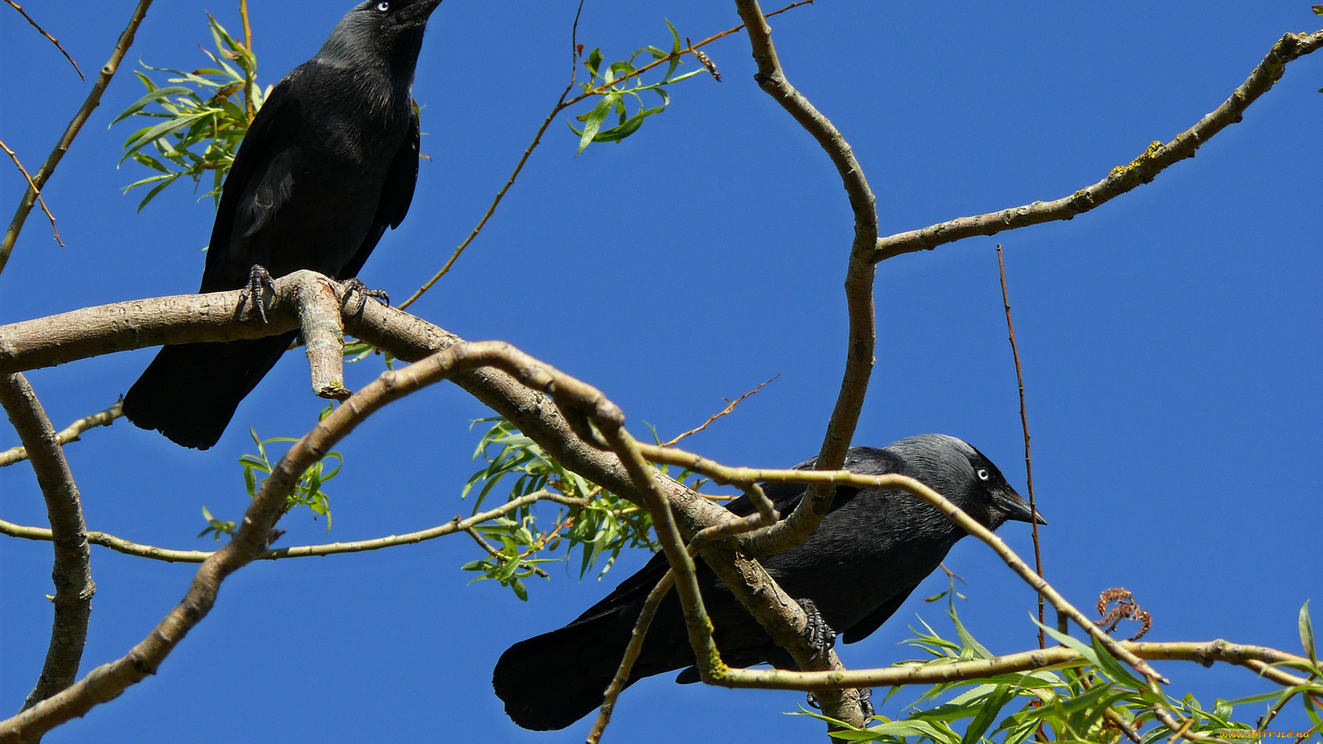 животные, вороны, грачи, галки, ветки