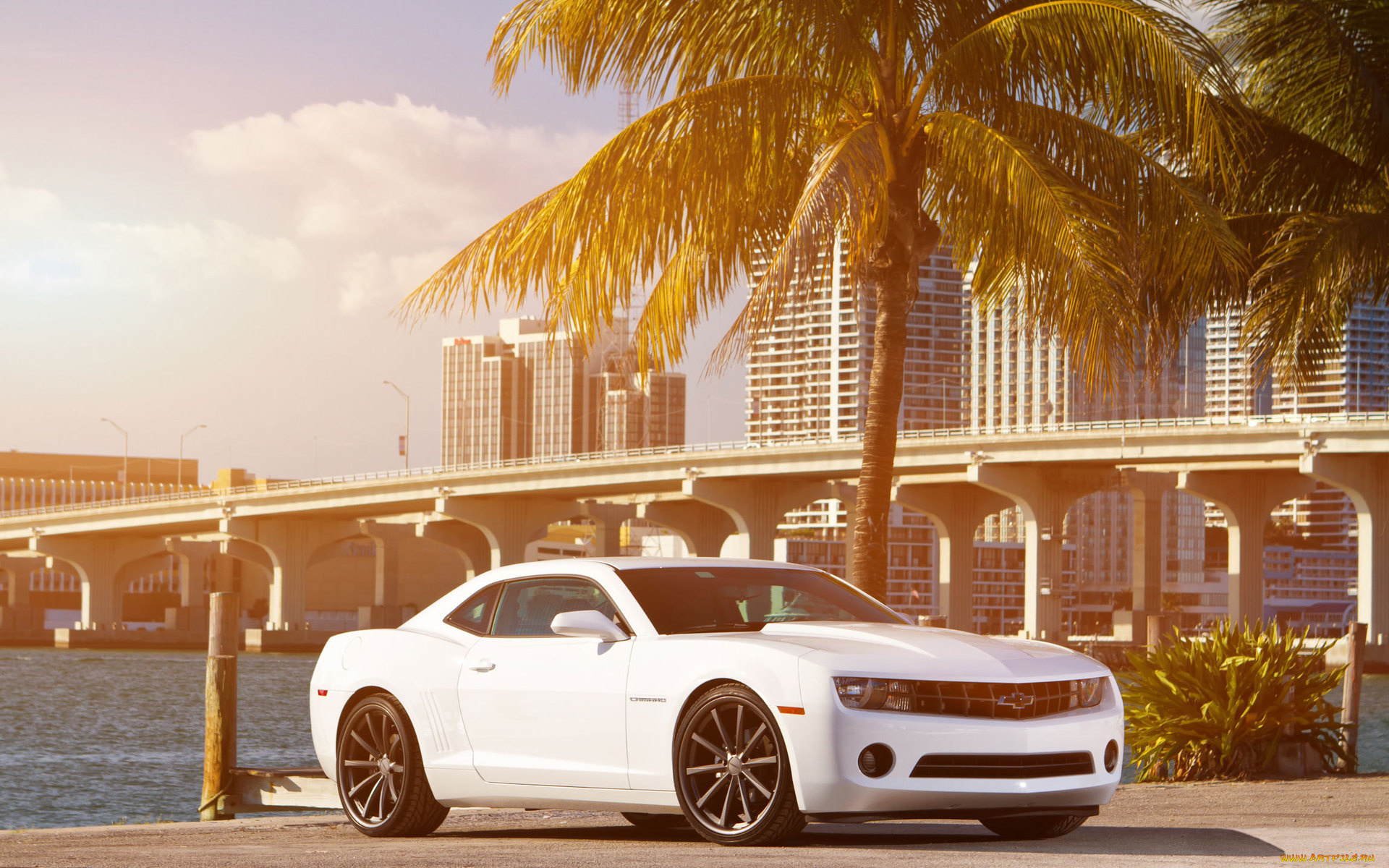 chevrolet, camaro, автомобили, шевроле, река, мост, пальма, белая, камаро