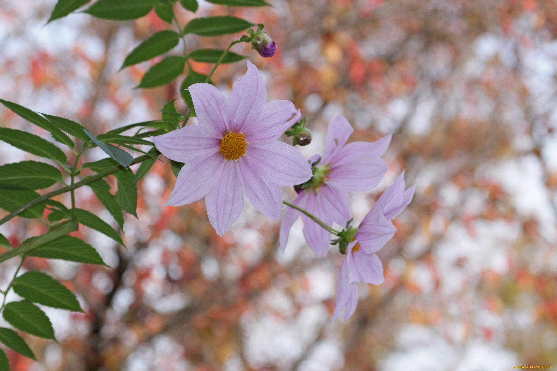 цветы, георгины, лепестки